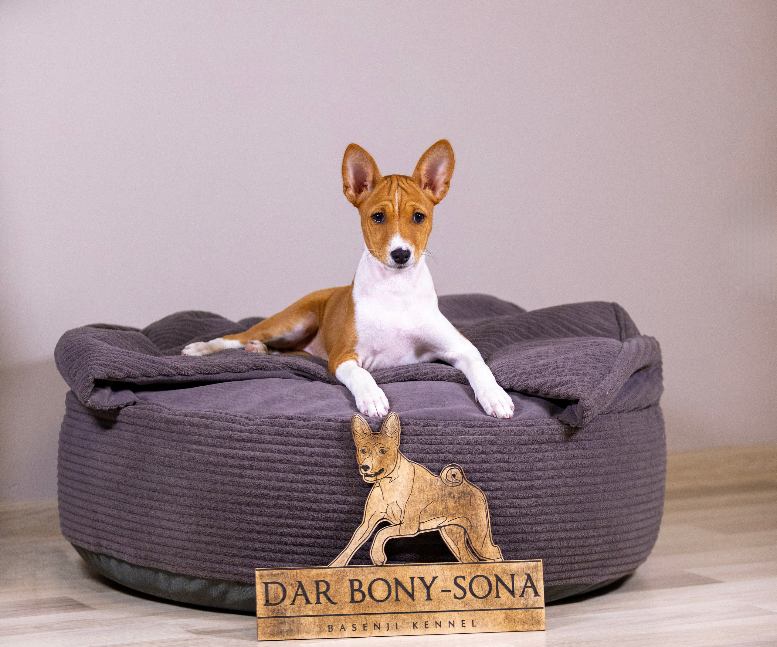 Басенджи. Фотограф — анималист Татьяна Ли