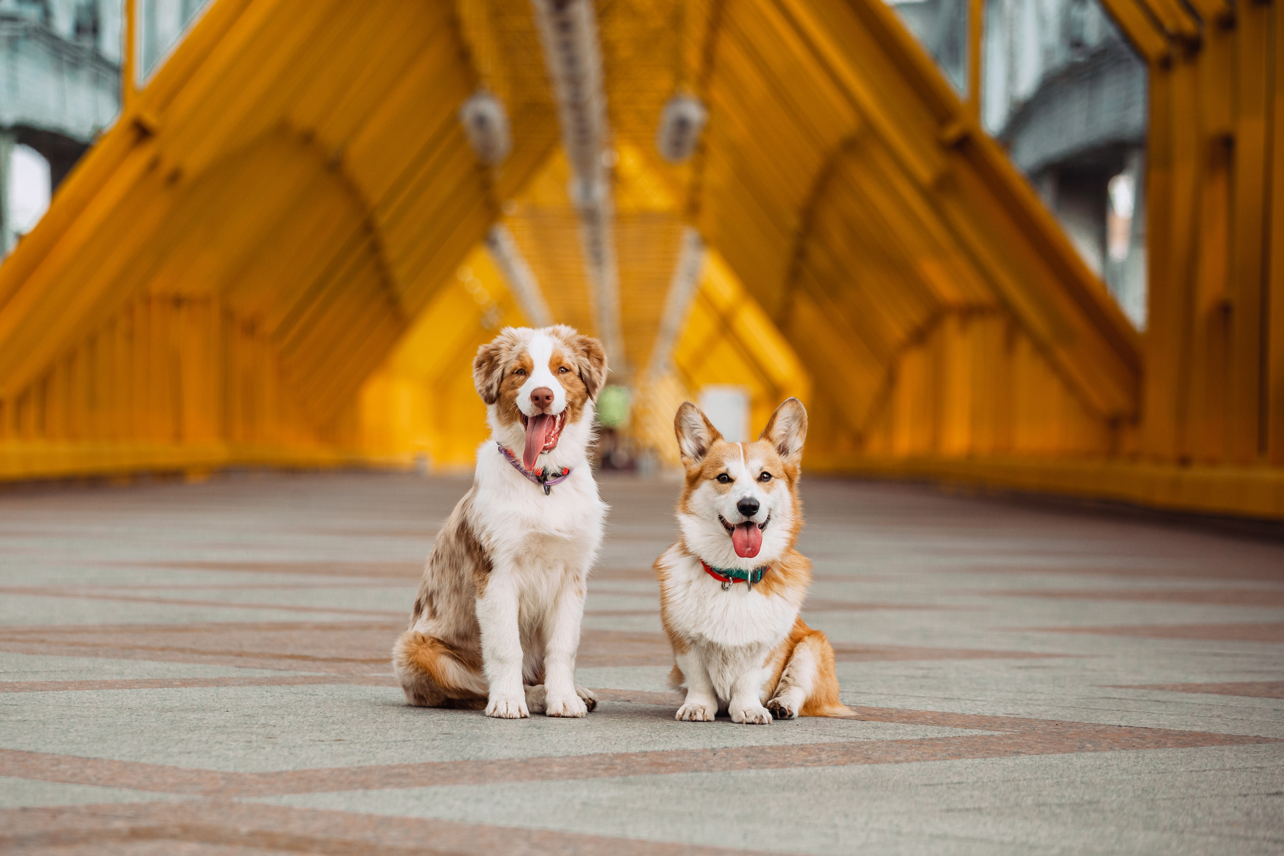 Андреевский мост. Фотограф-анималист Татьяна Степанова