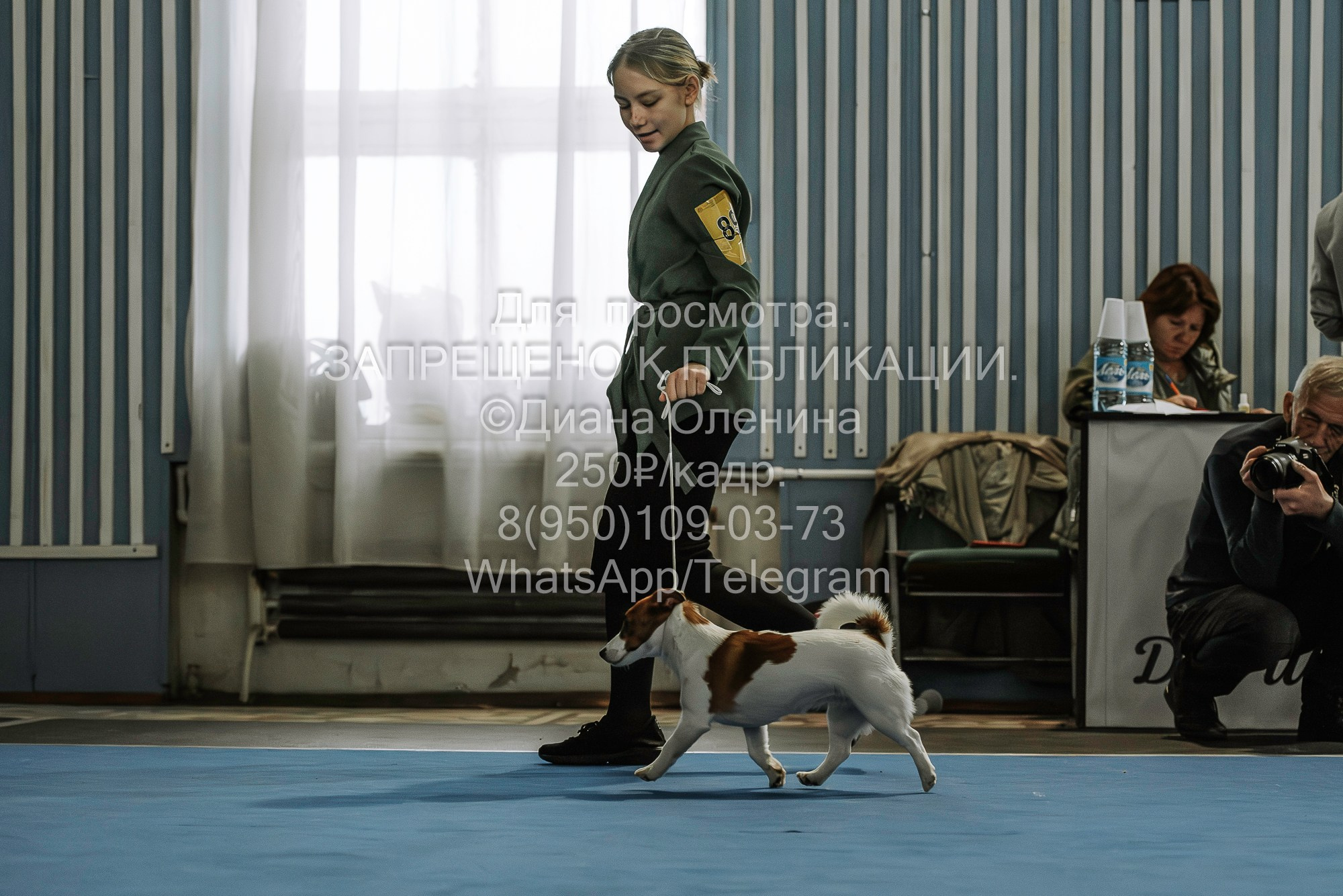 Выставка собак Красноярск 29.10.2023. Фотограф Диана Оленина Красноярск / Братск