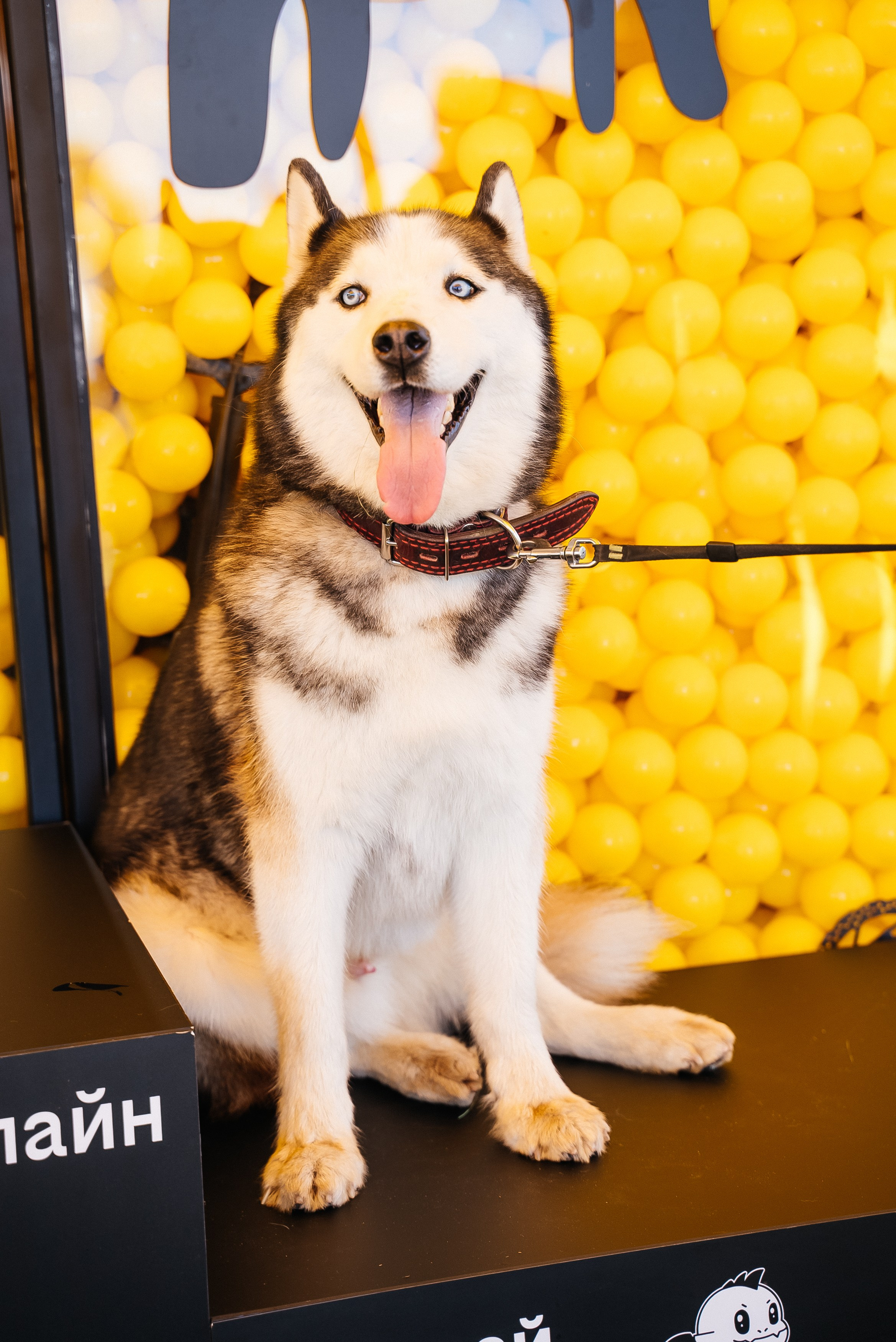 Билайн. Павел Краснов — Свадебный и репортажный фотограф в Москве