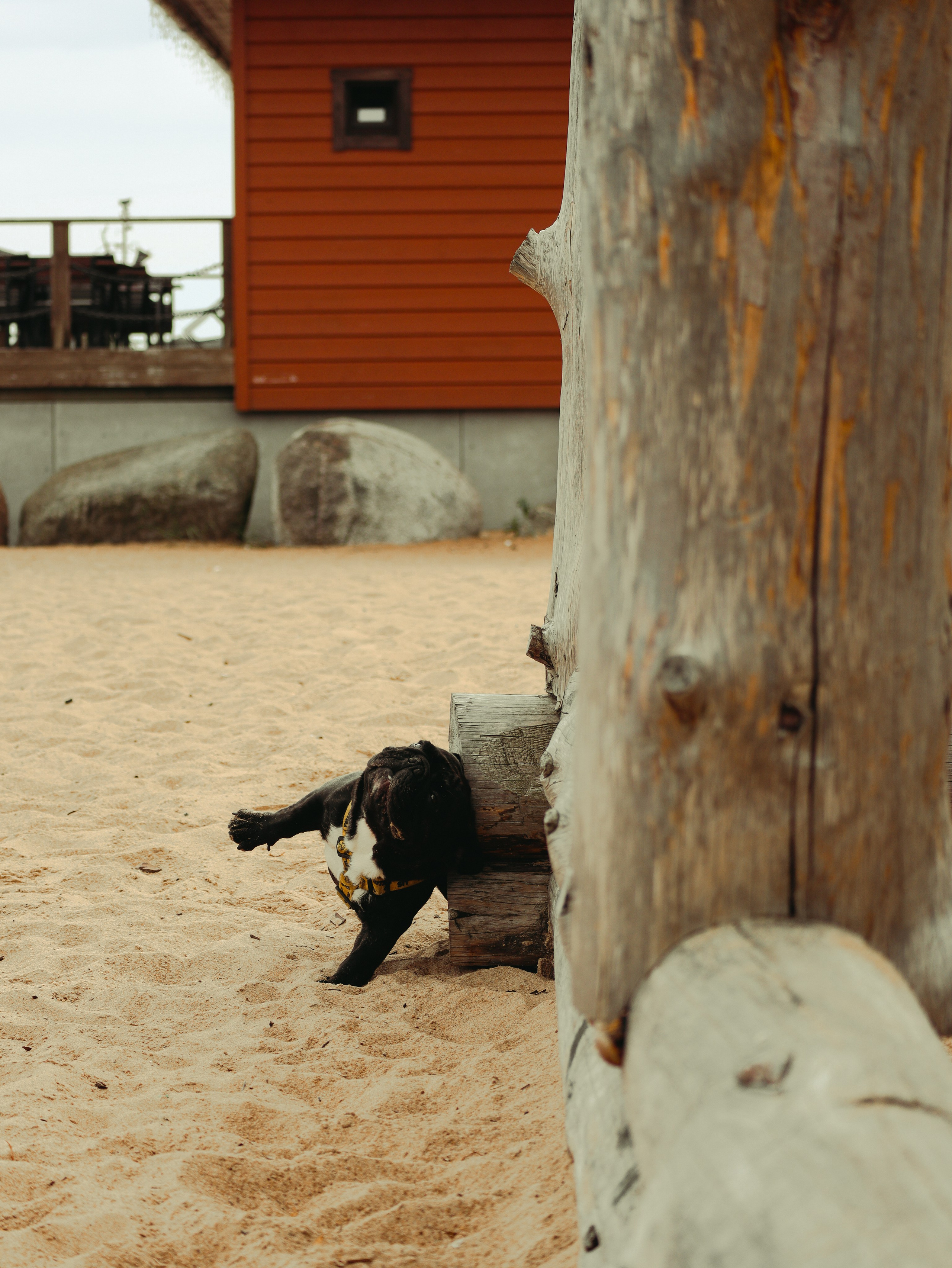 Питомцы. Кинематографичный фотограф, видеограф Лина Плешакова, Санкт-Петербург