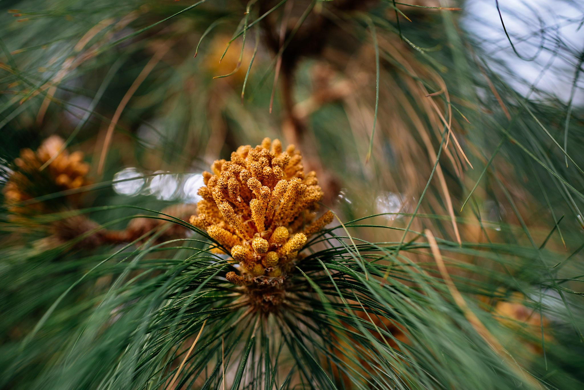 Ботанический сад. Субтропический маршрут. Март 26. Репортажный фотограф в Санкт-Петербурге Анастасия Клёпова