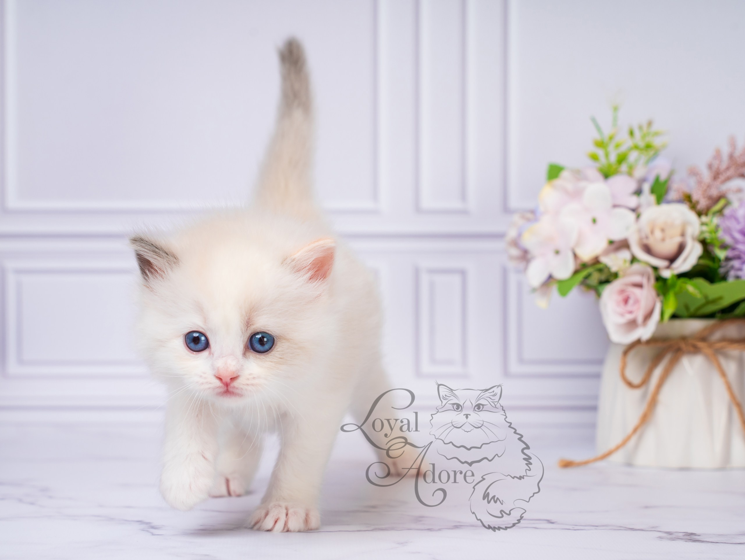 Котята рэгдолл от Loyal Adore. Питомник рэгдолл Loyal Adore