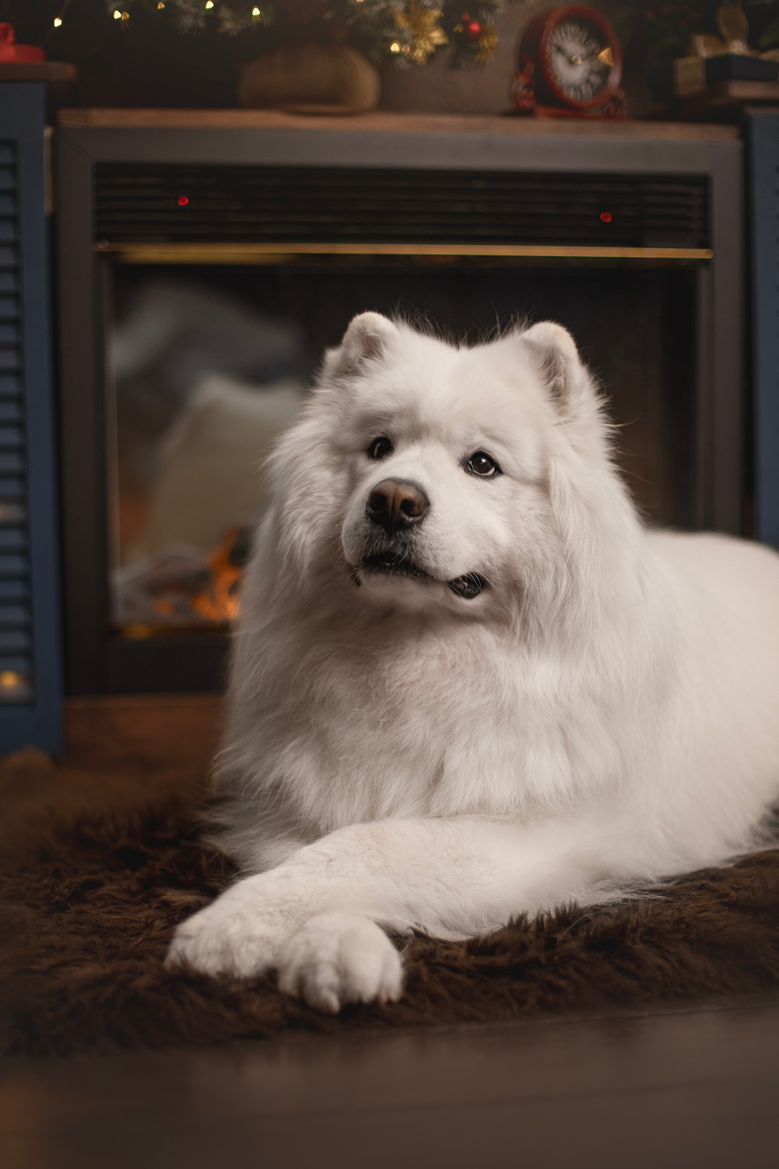 Пушистые самоедские драконы в студии. Фотограф анималист в Москве Майорова Евгения