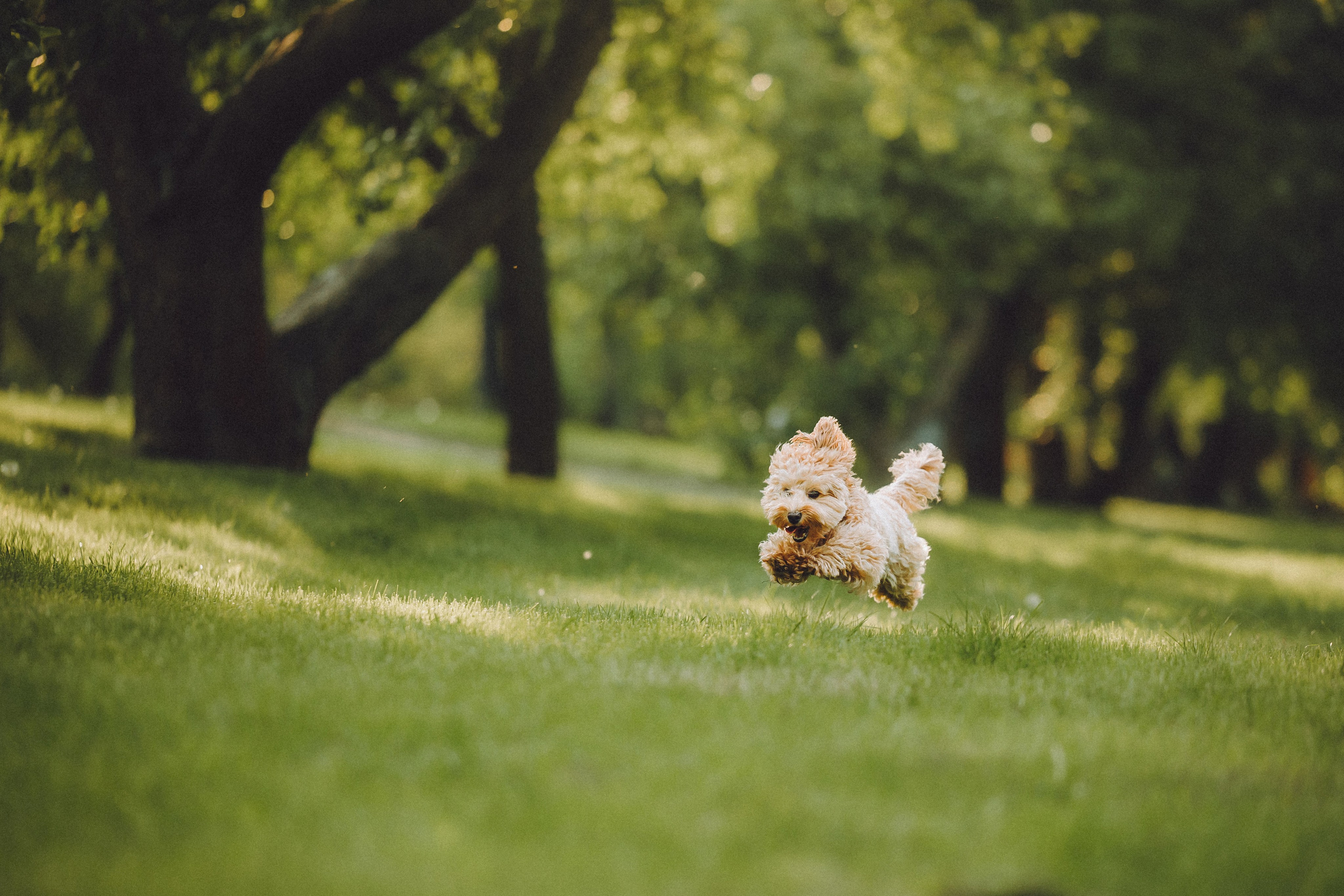 Фред и его семья