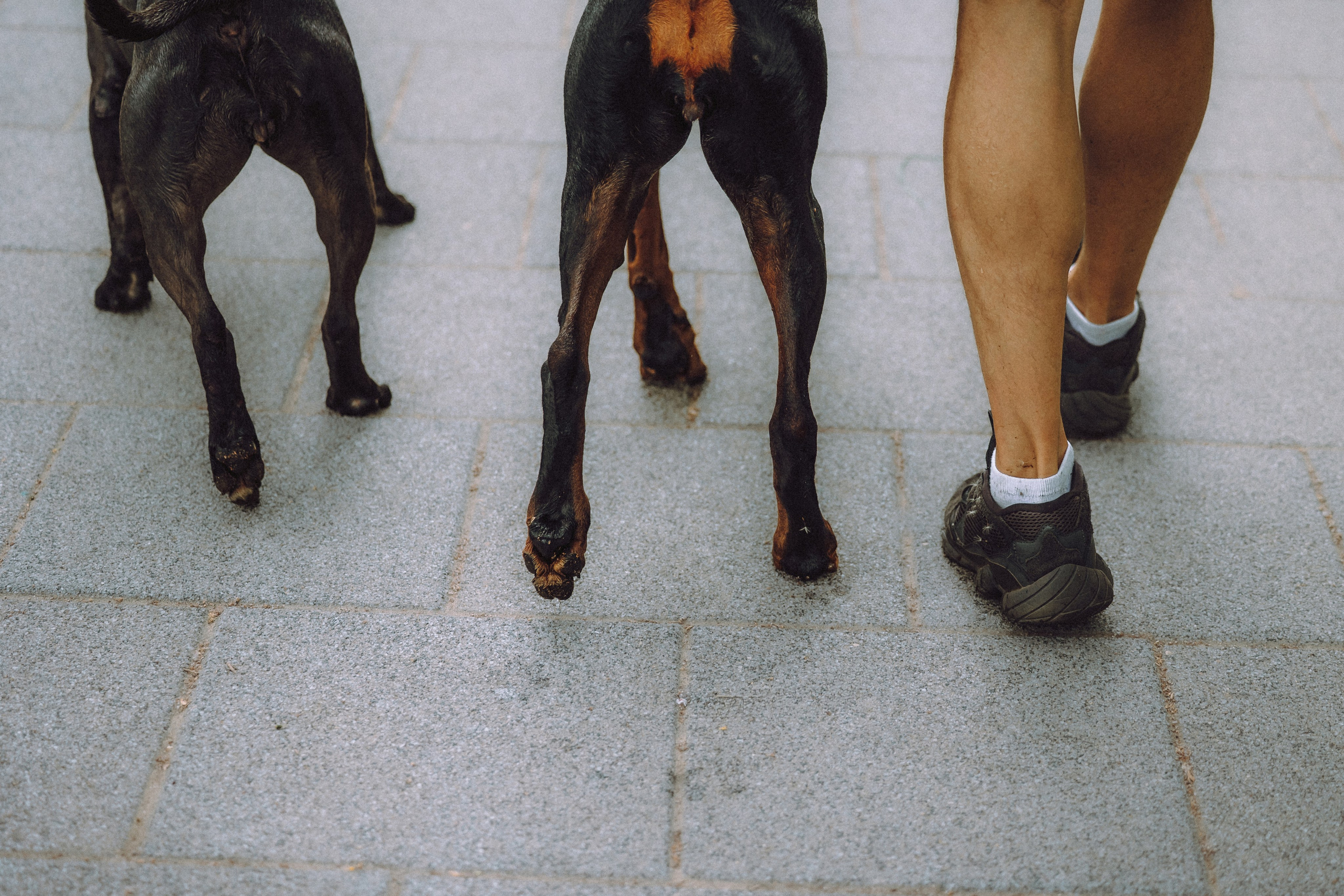 Паша, Хайди и Тея