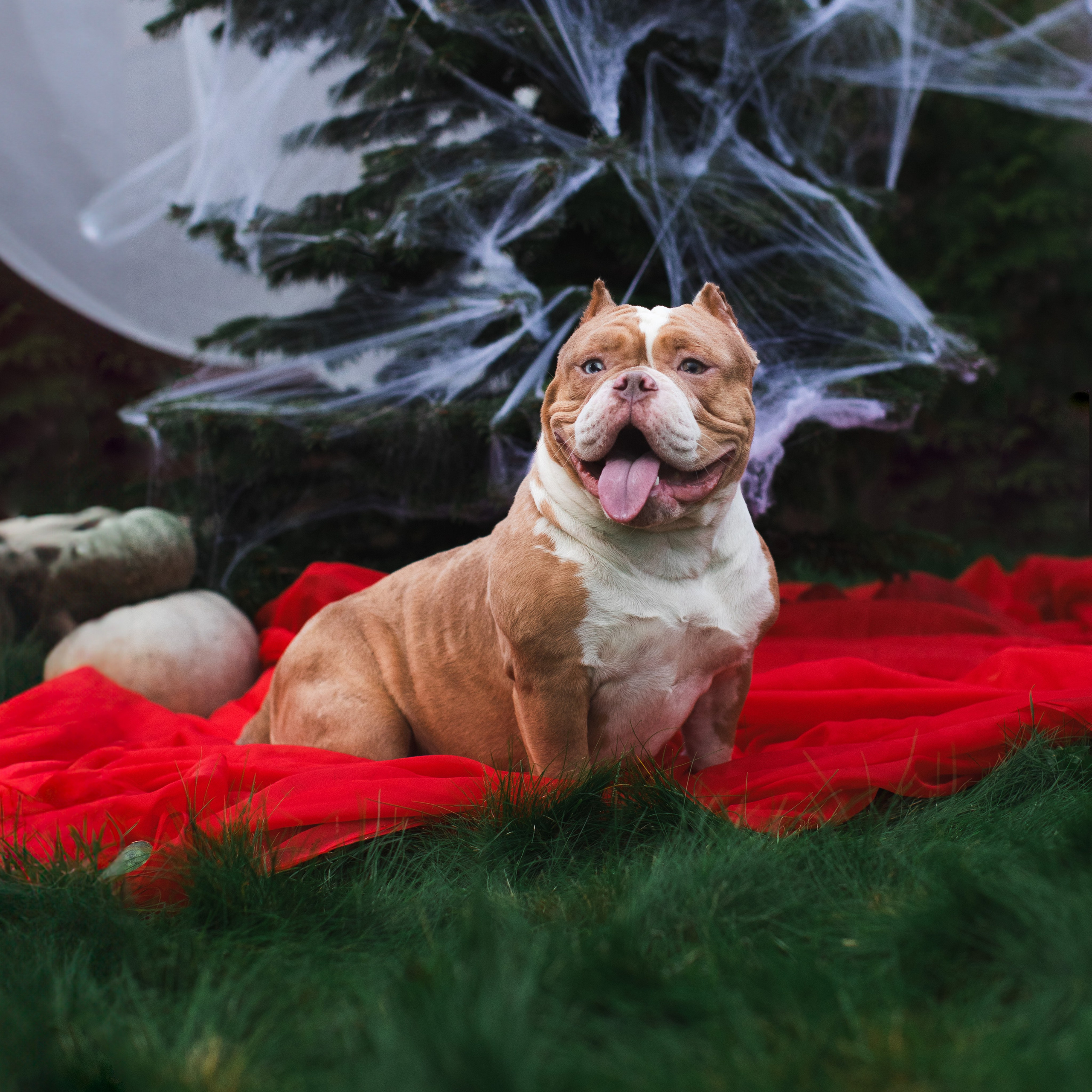 This is Halloween. Портретная и семейная съемка. Фотограф анималист