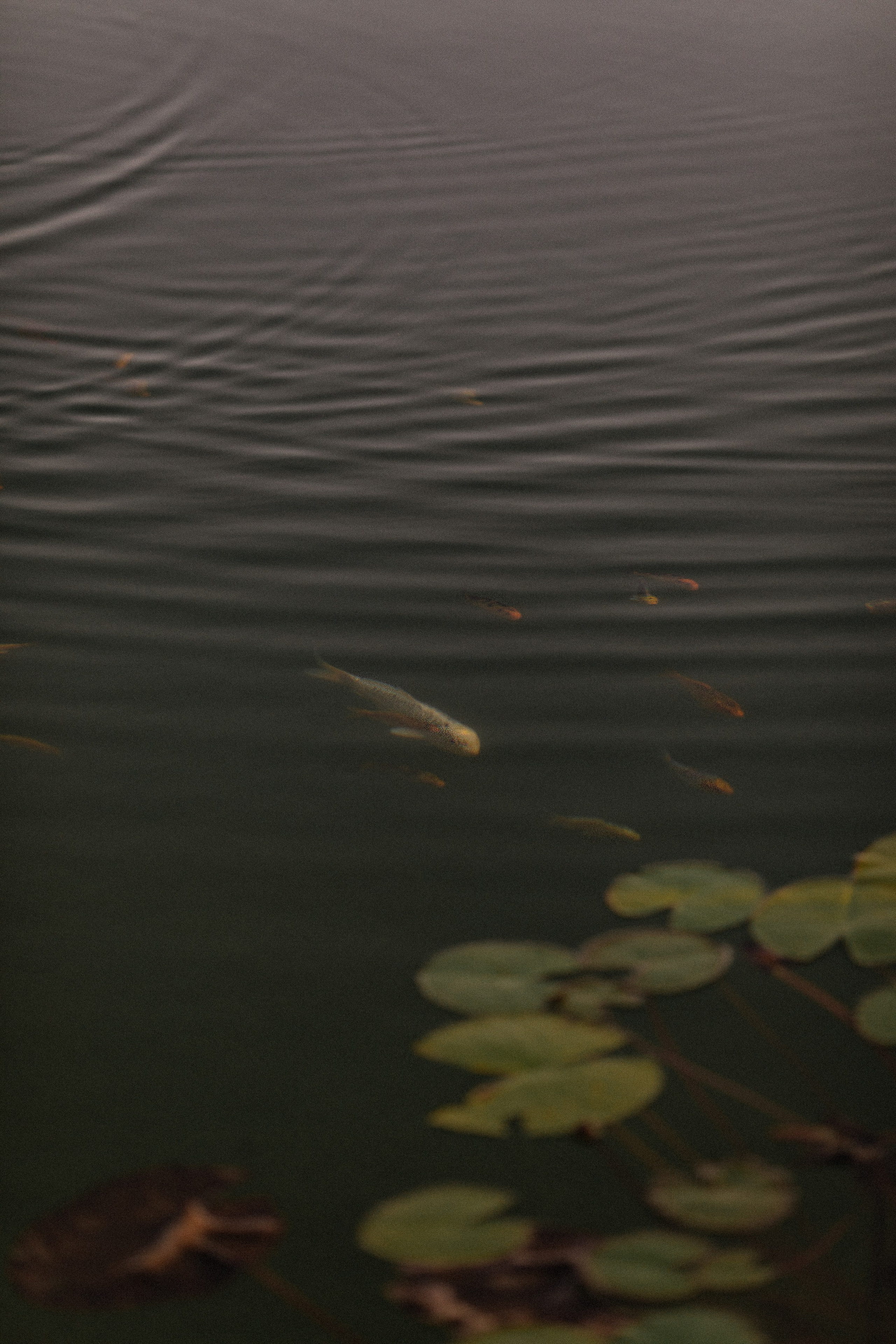 Побеждает любовь (Винодельня Пестиковых). Свадебный фотограф Ольга Ермакович