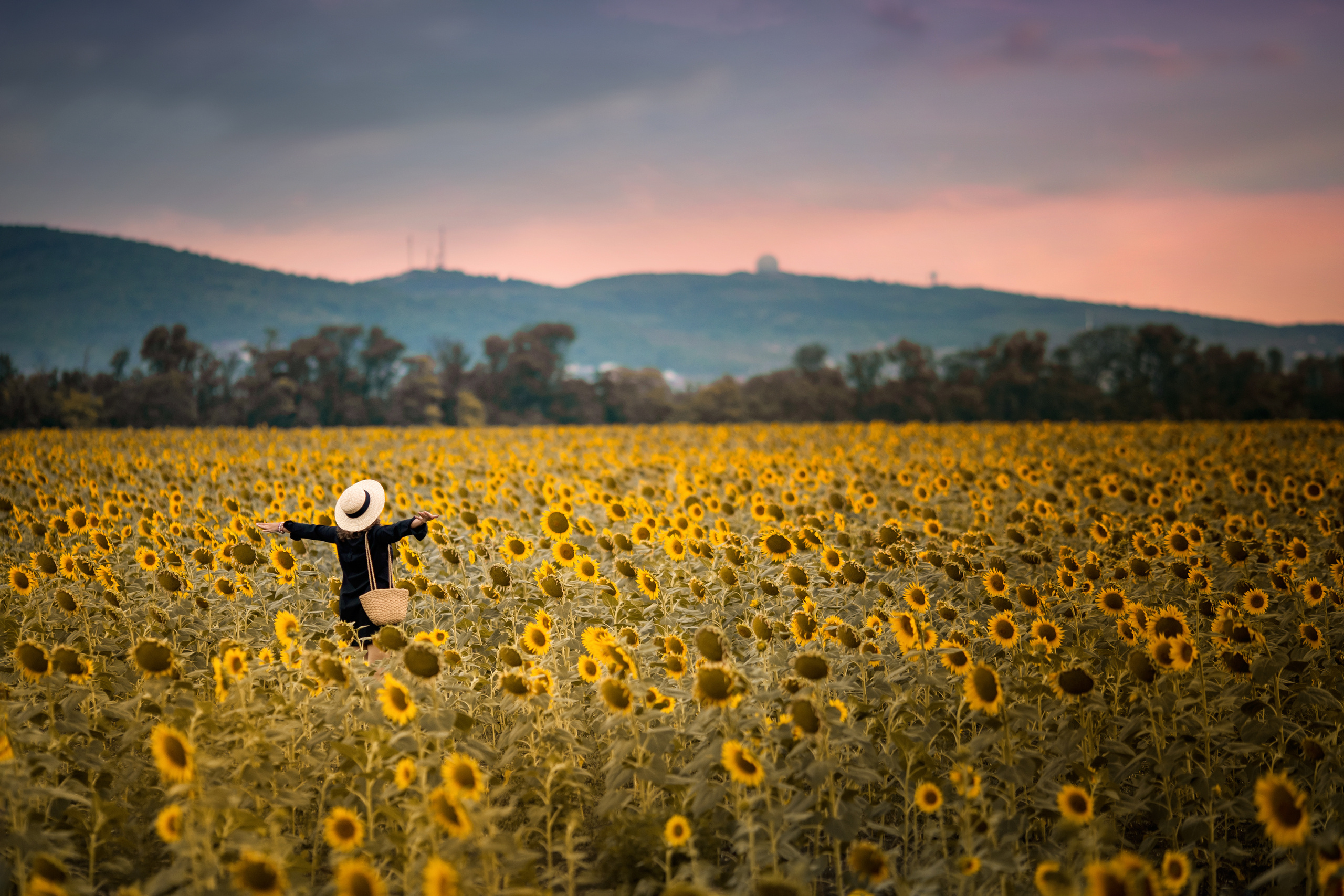 Солнечные подсолнухи. Художественный фотограф Анапа Александра Долбикова