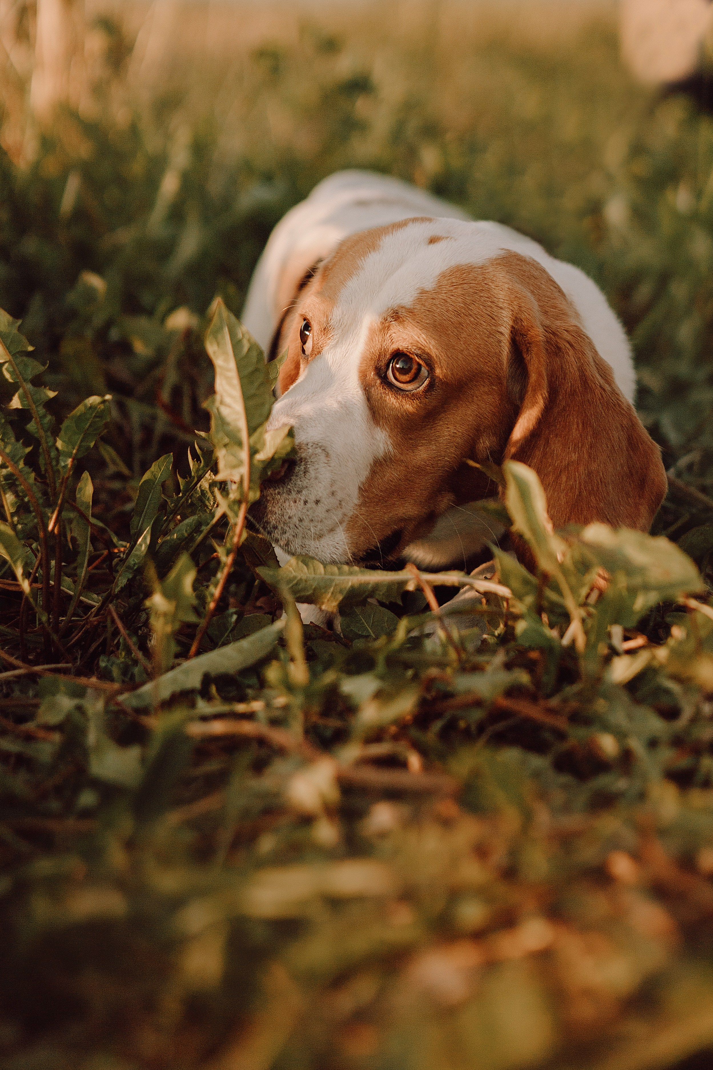 Мартин и его семья. Фотограф — анималист •love-story•|Санкт-Петербург