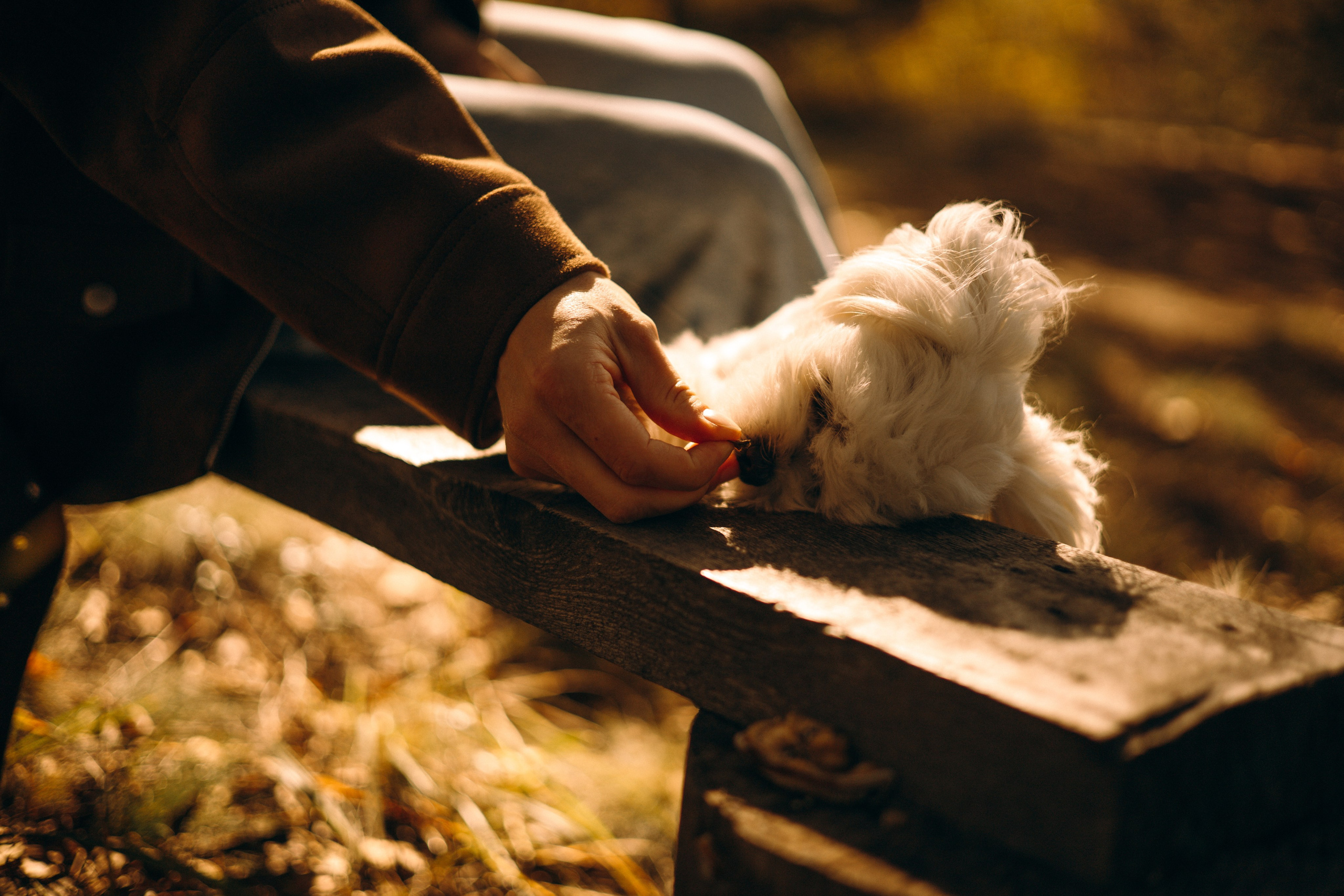 Любовь и Белла. Фотограф — анималист •love-story•|Санкт-Петербург
