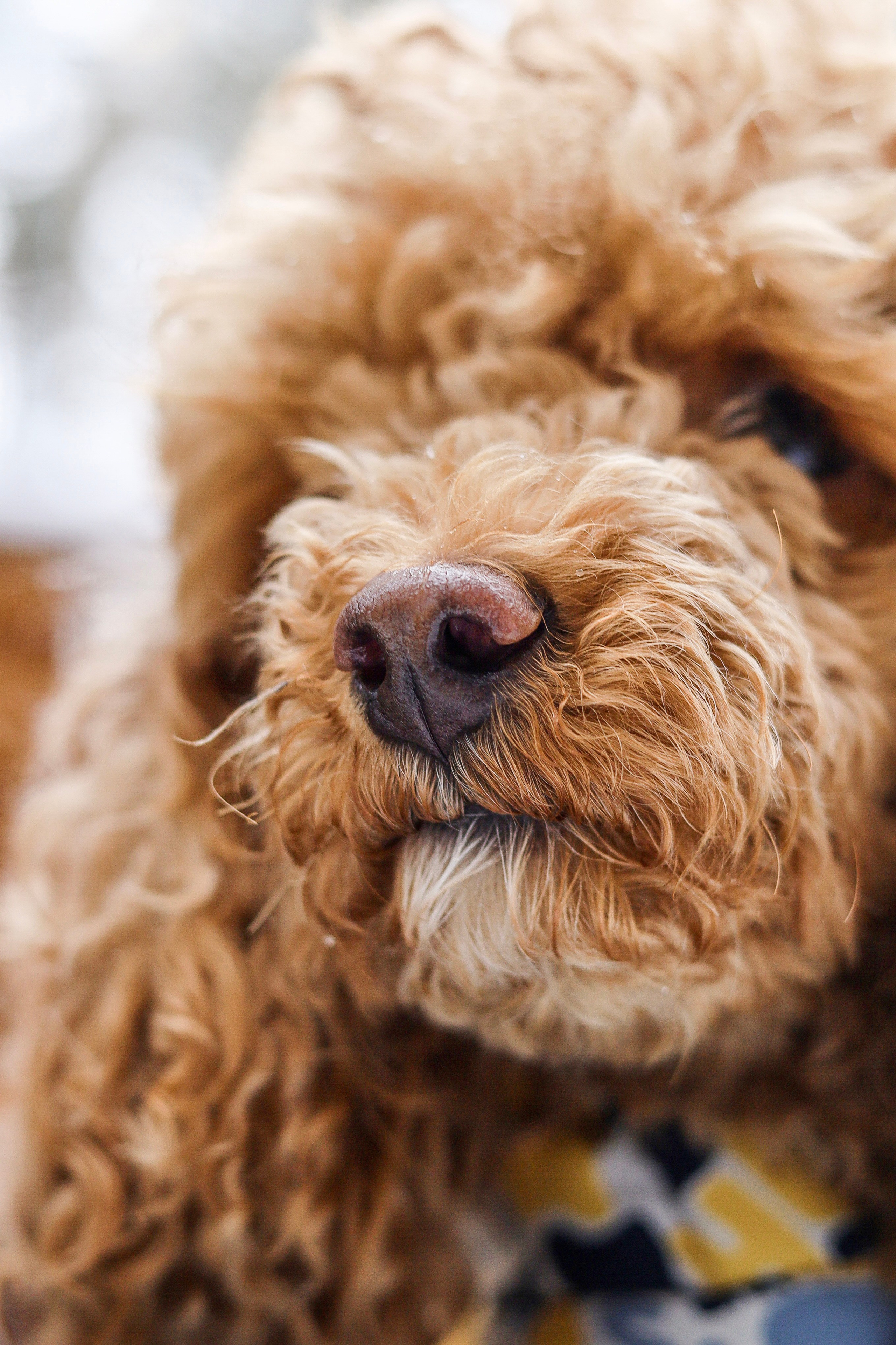 Муд и Леся. Фотограф-анималист Ксения Шевцова|Москва