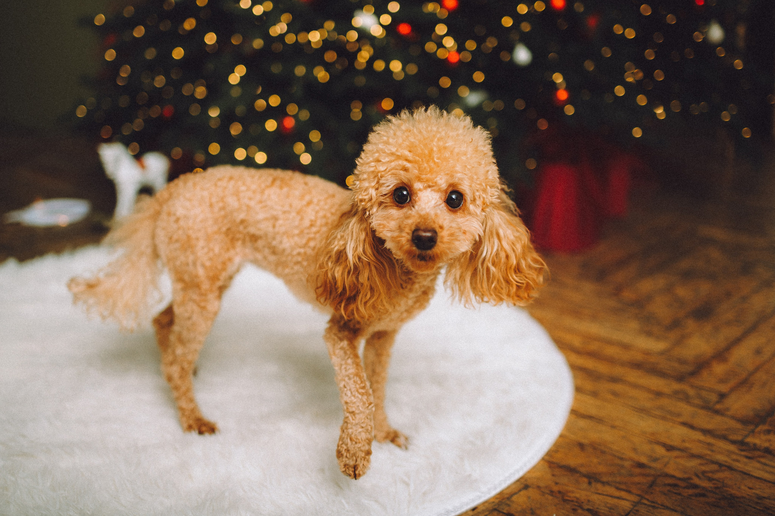 Джули, Шелли и их семья