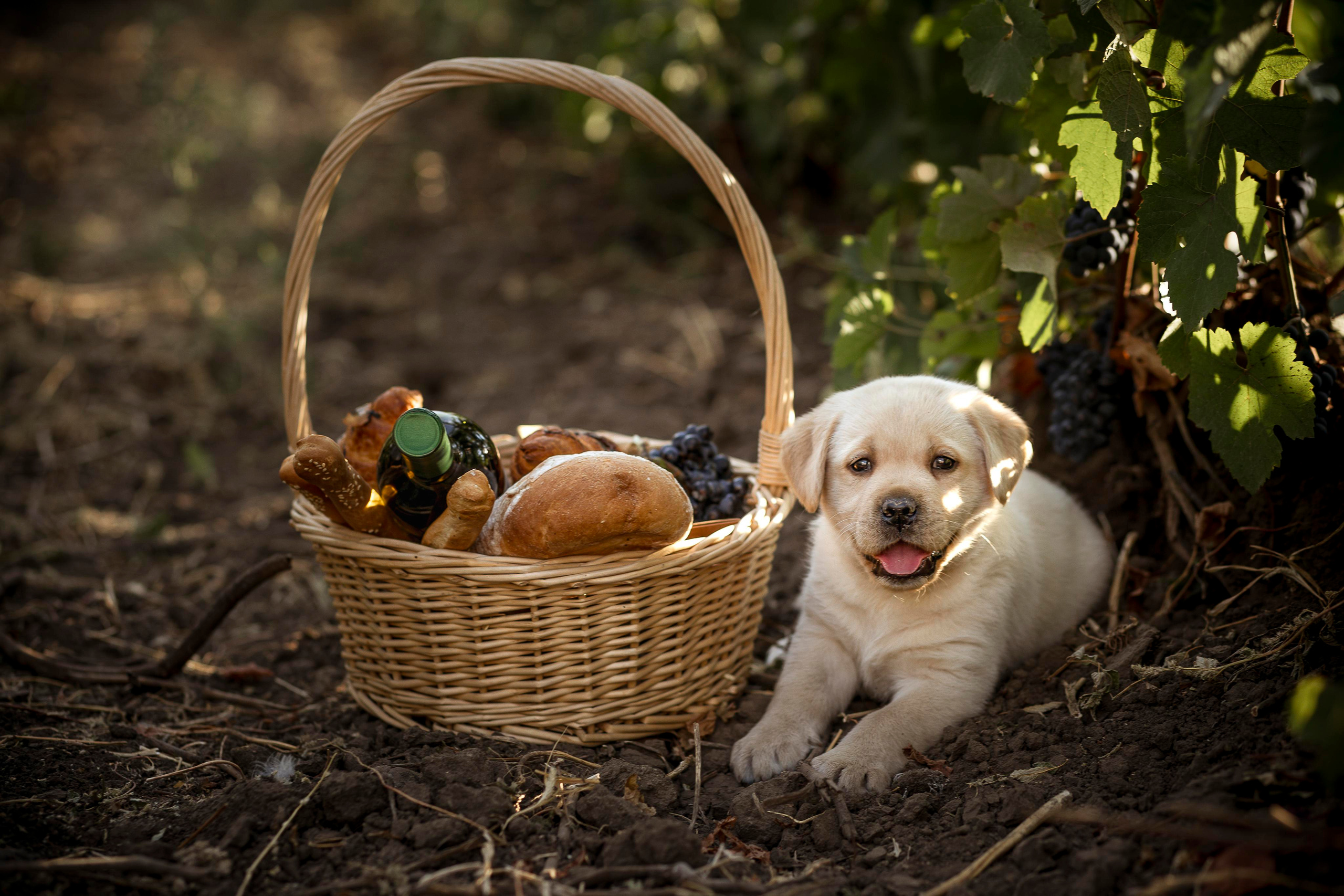 LOVE STORY. TOP photographer in Russia, based in Rostov-on-Don and S.-Petersburg