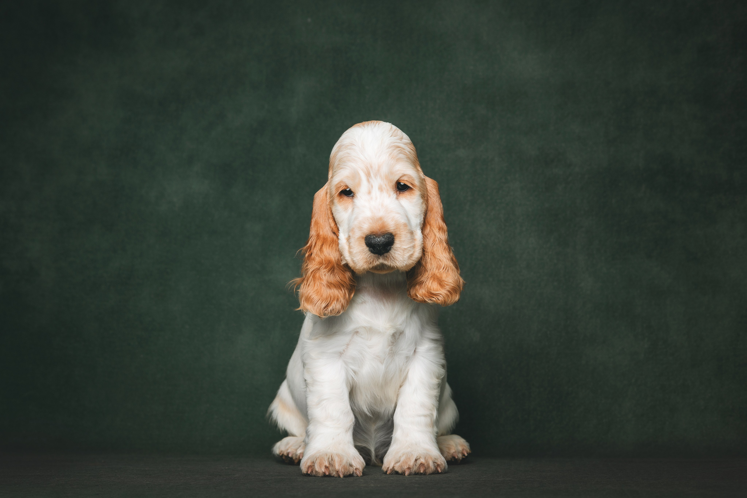 Английские коккер-спаниели. Фотограф анималист Осипчикова Мария