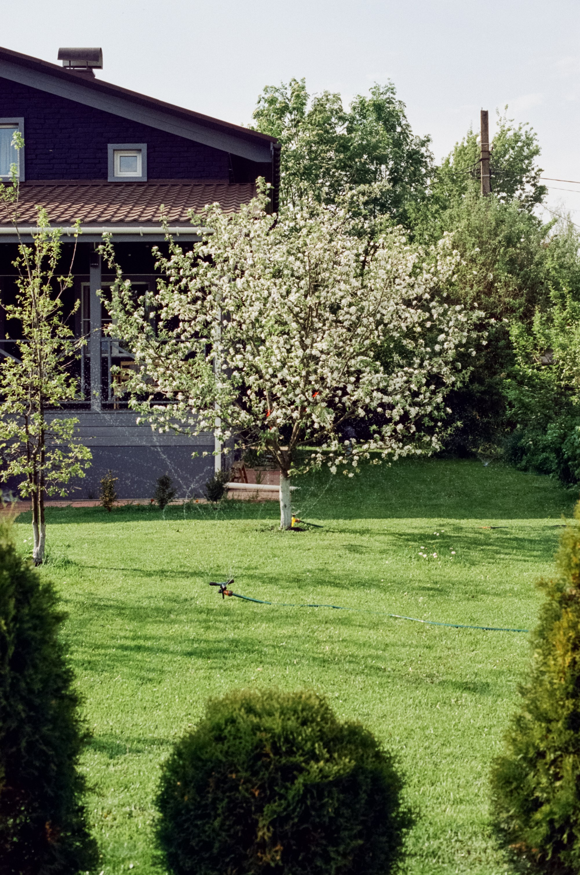 Nikon F100 — Micro-Nikkor-P.C Auto 55 mm f3.5 | май 2025 года | Давыдовское