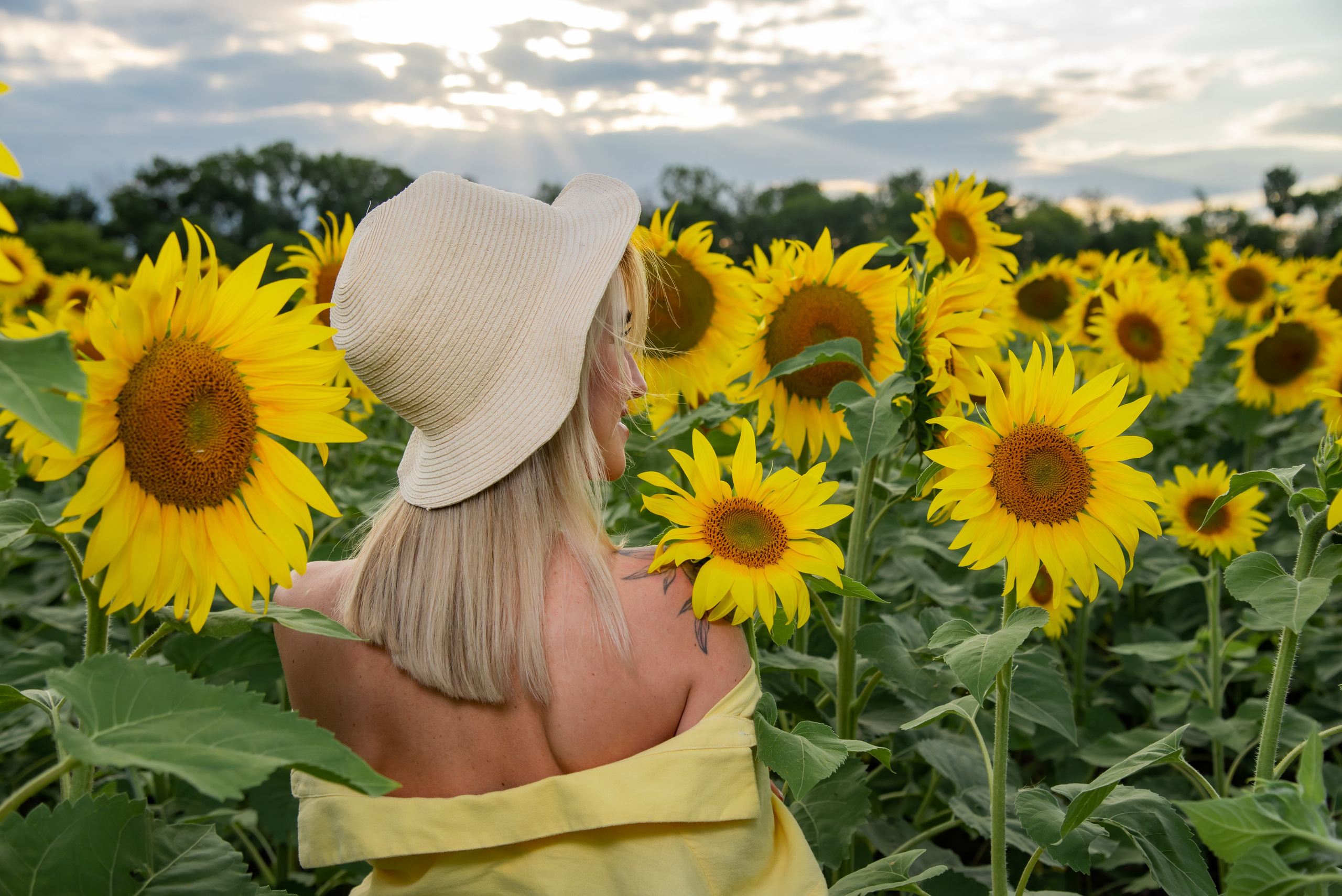 Подсолнух. Фотограф Галина Нестерова