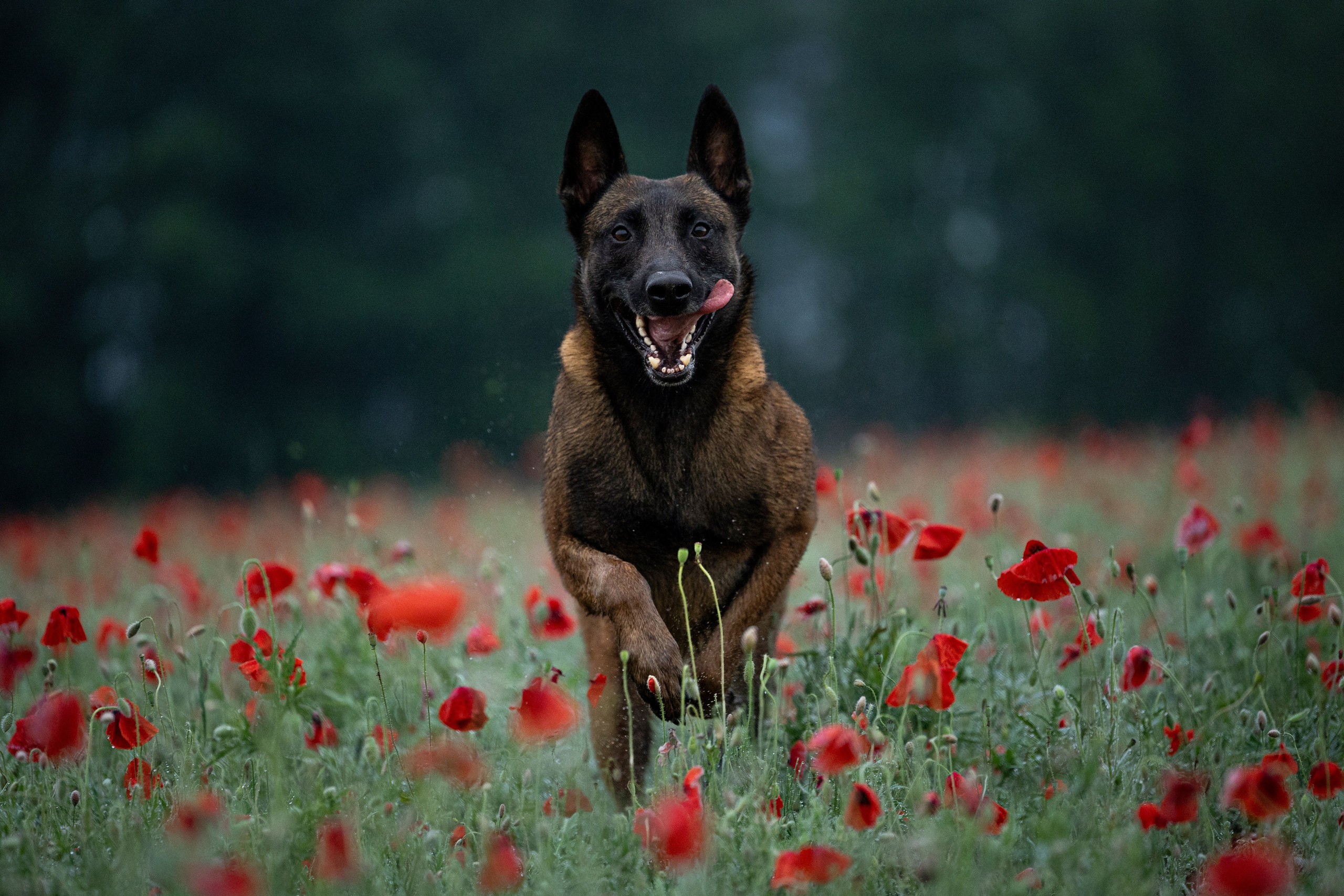 Маковое поле. Фотограф-анималист Анна Маринич