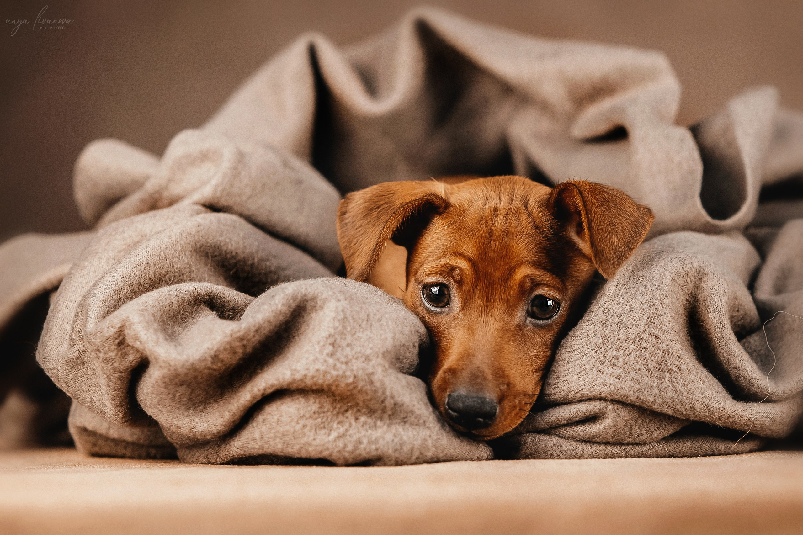 Пинчеры в мимозе. Фотограф анималист Аня Ливанова | Рыбинск