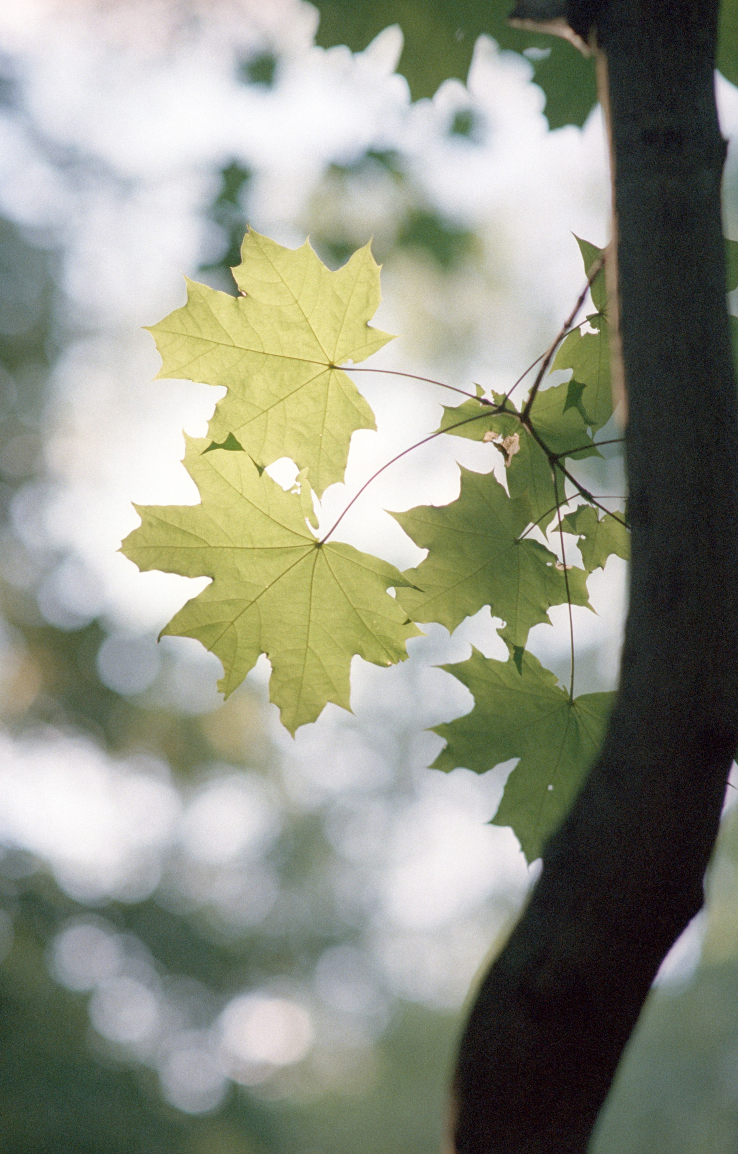 Пленочная история. Дмитрий Пропадалин, Нейрофотография
