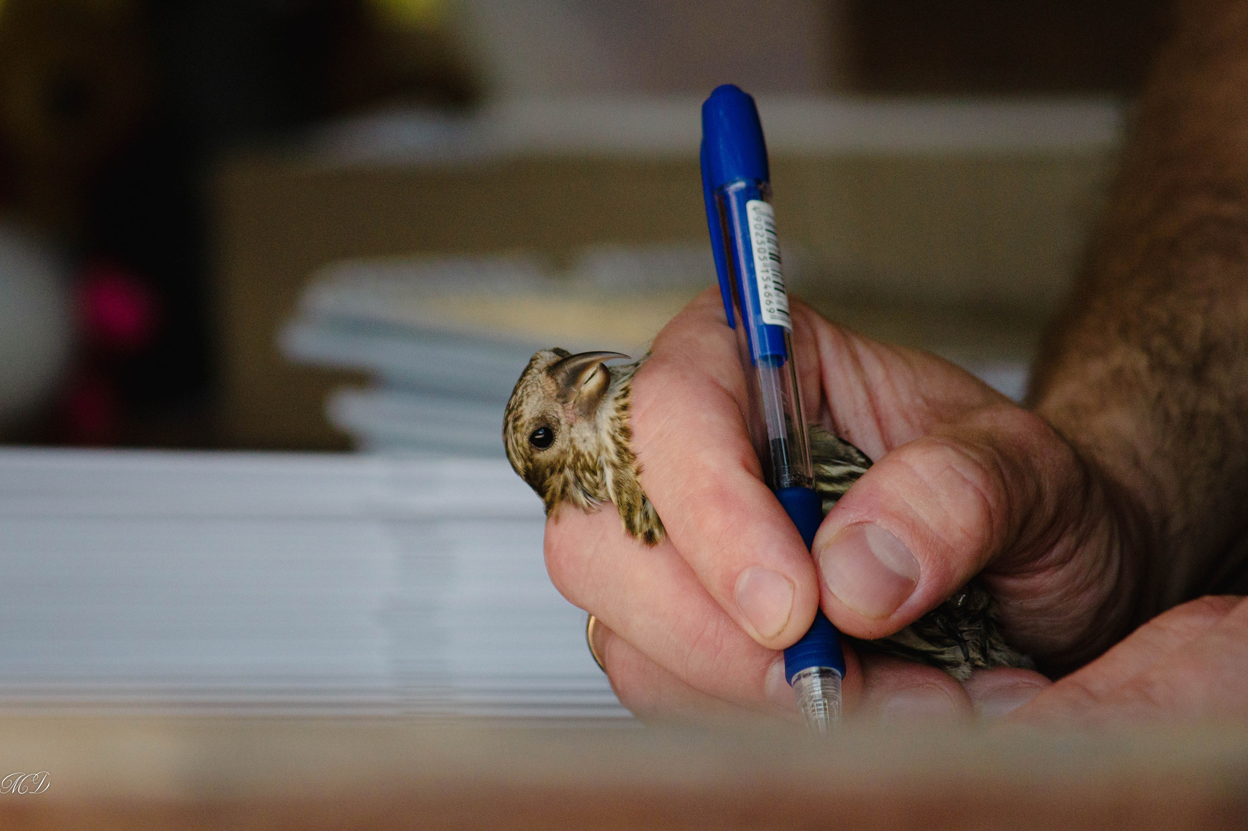 Калининградская область. Михаил Дёгтев - фотограф