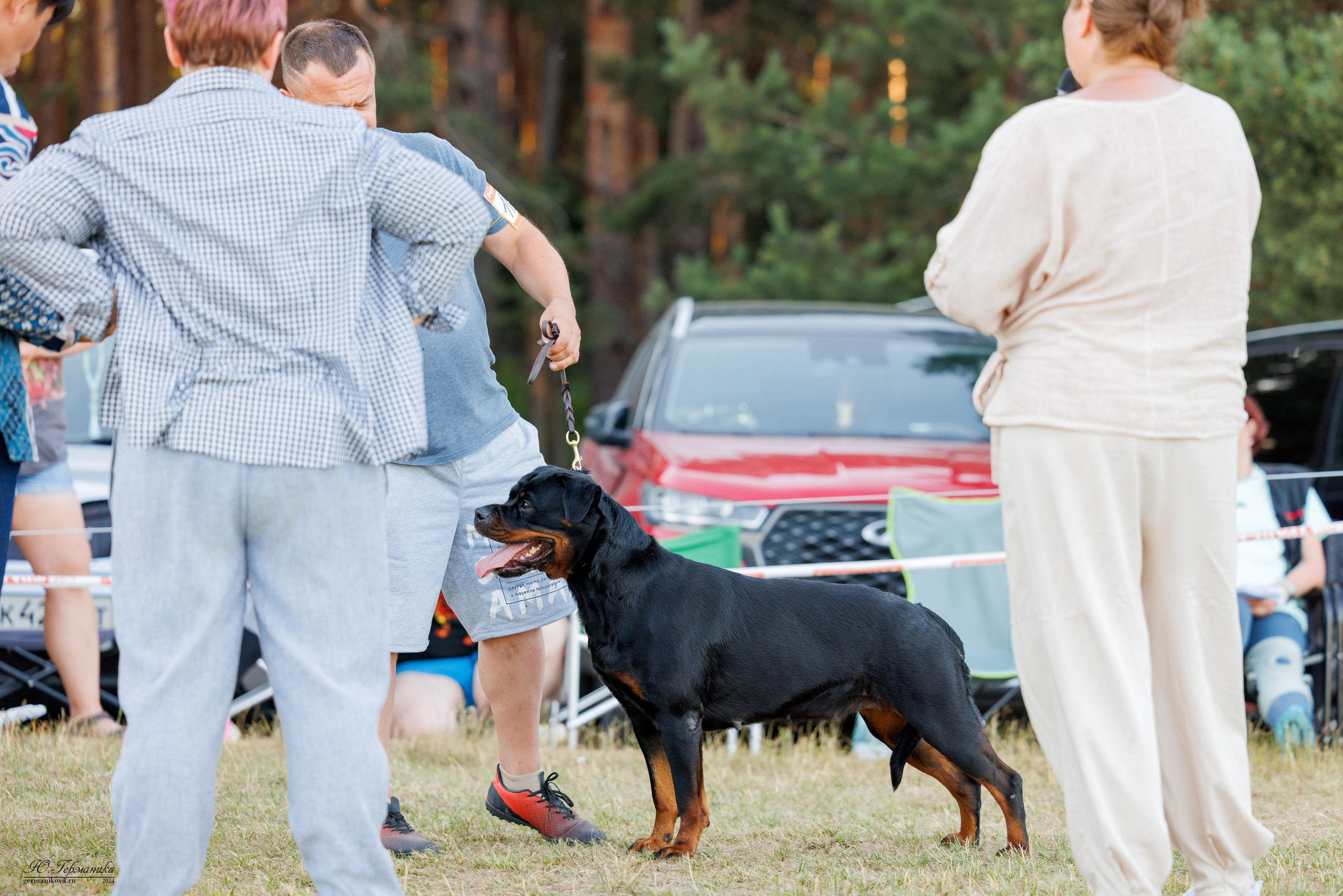 ПК и КЧК ротвейлеры Тверь 6-7.07.2024. Фотограф-анималист Юлия Германика