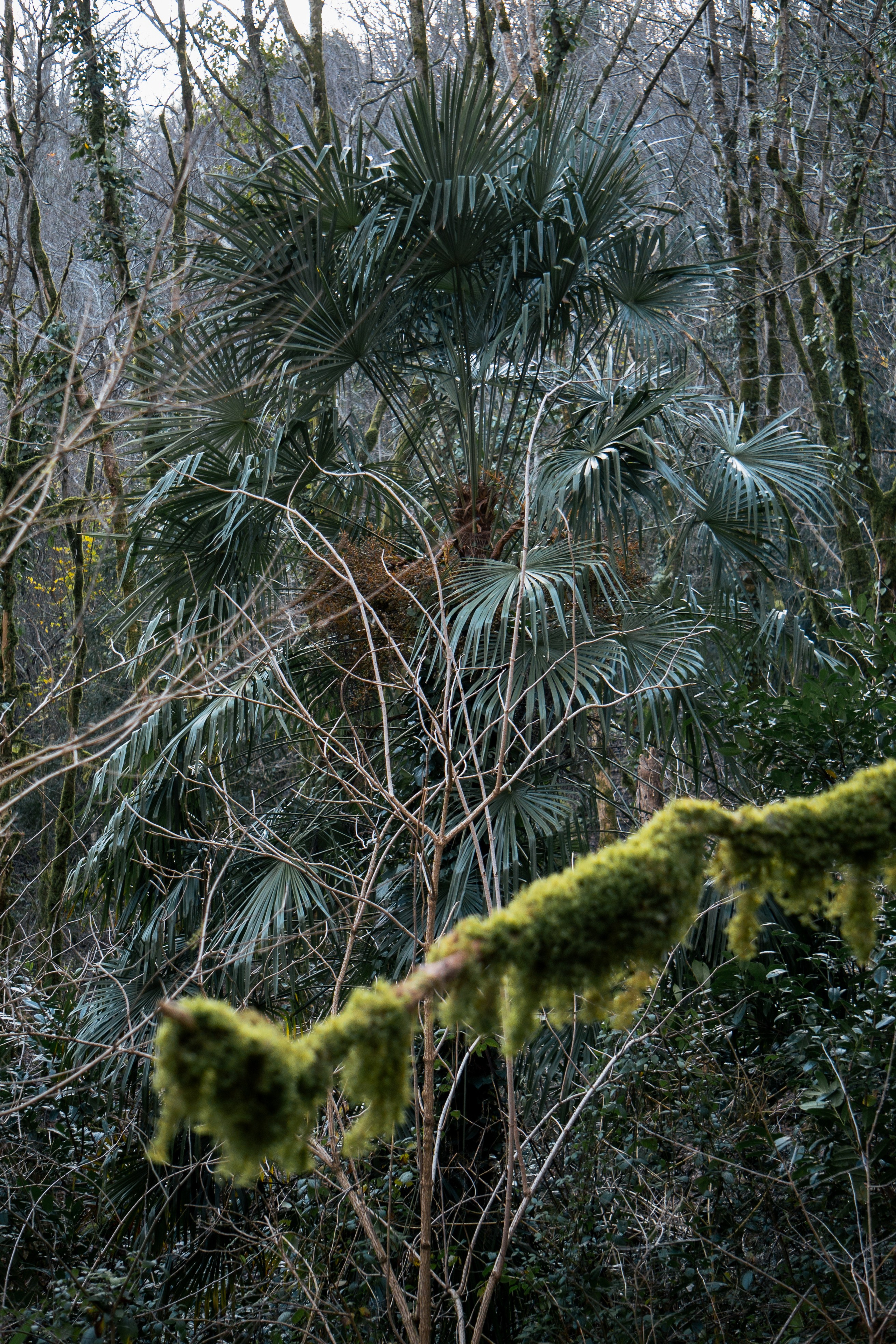 Тисо-самшитовая роща. Yaratezza production