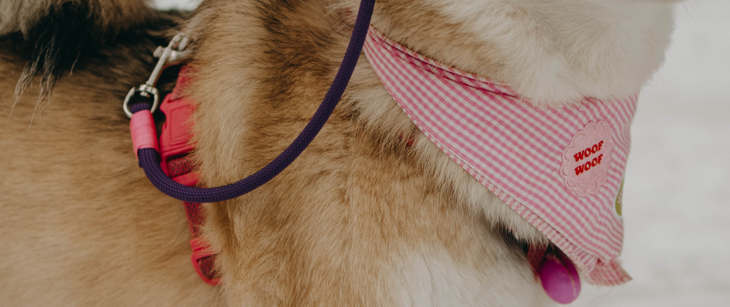 Варвара и Шелби. Фотограф-анималист в Екатеринбурге | Кристина