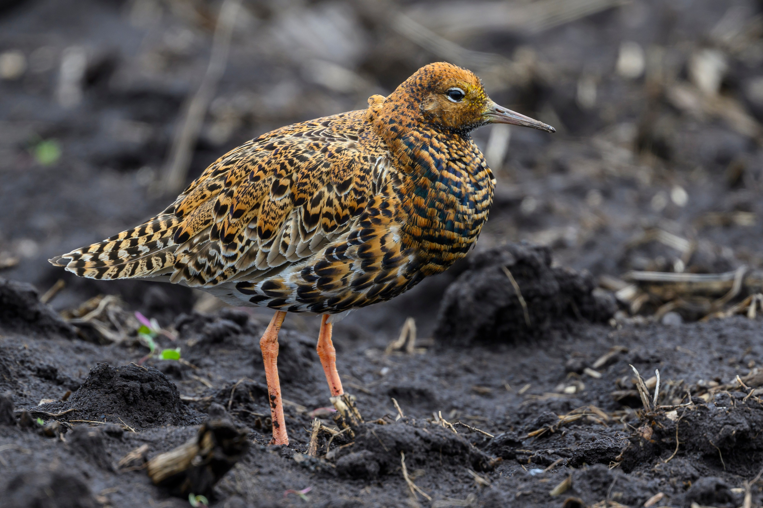 После снегопада. Wildlife photography by Sergey Puponin