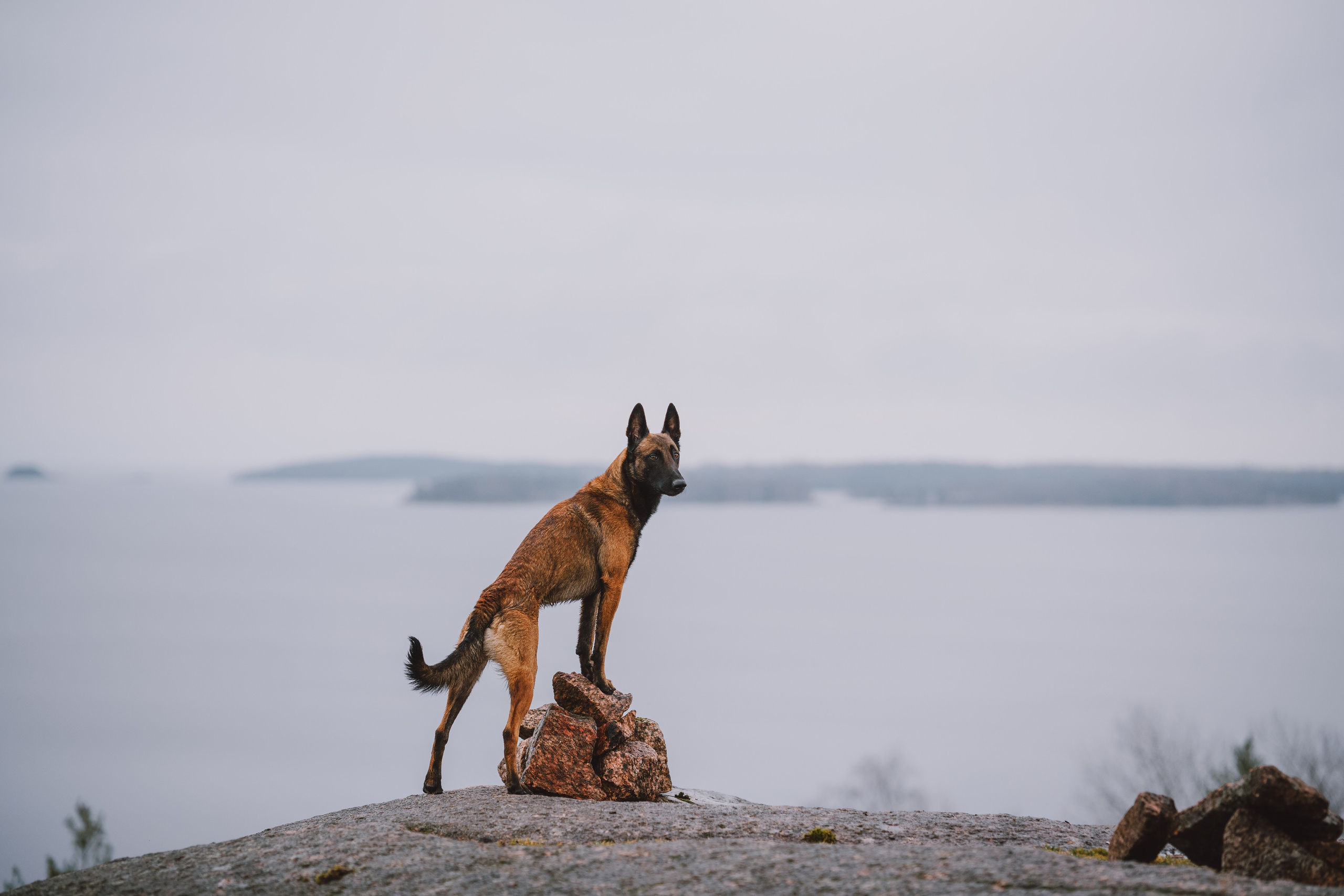 Раш. Фотограф анималист Осипчикова Мария