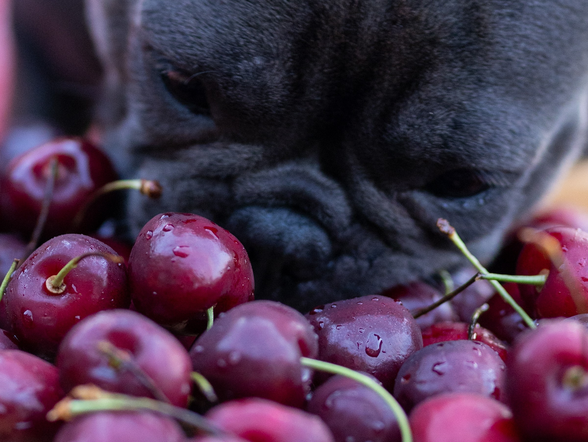 Сладкое лето. Фотограф-анималист в Москве Кириллова Татьяна