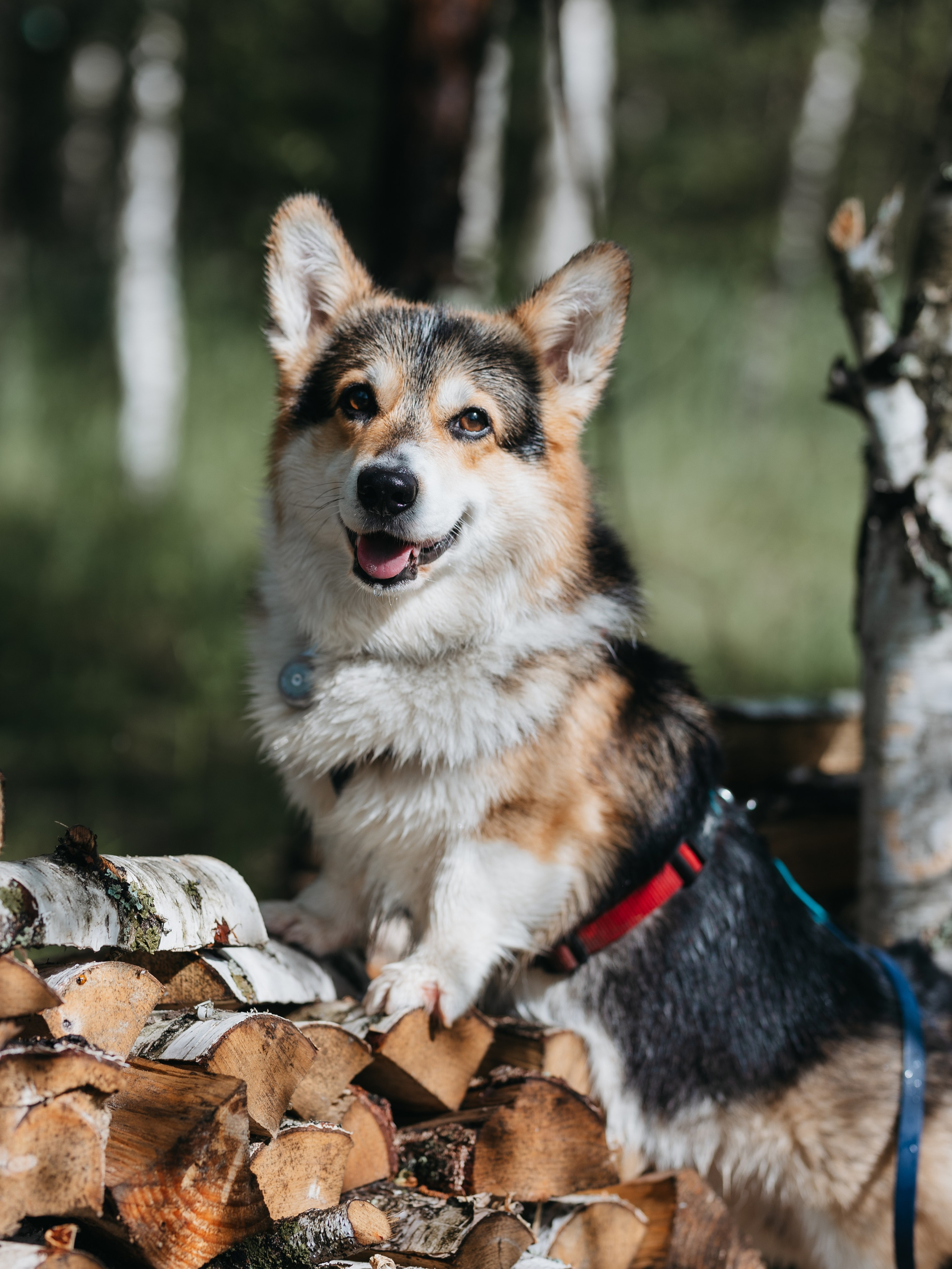 Лагерь ноузворк. Фотограф-анималист в Москве Кириллова Татьяна