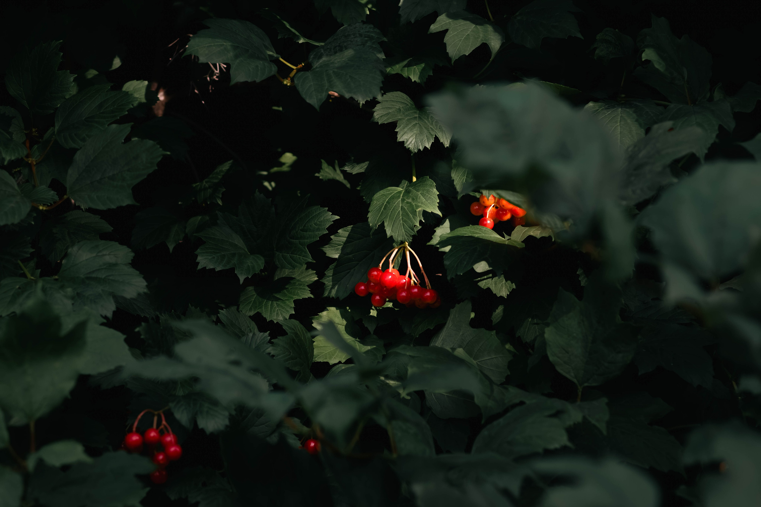 Цветы. Светофография