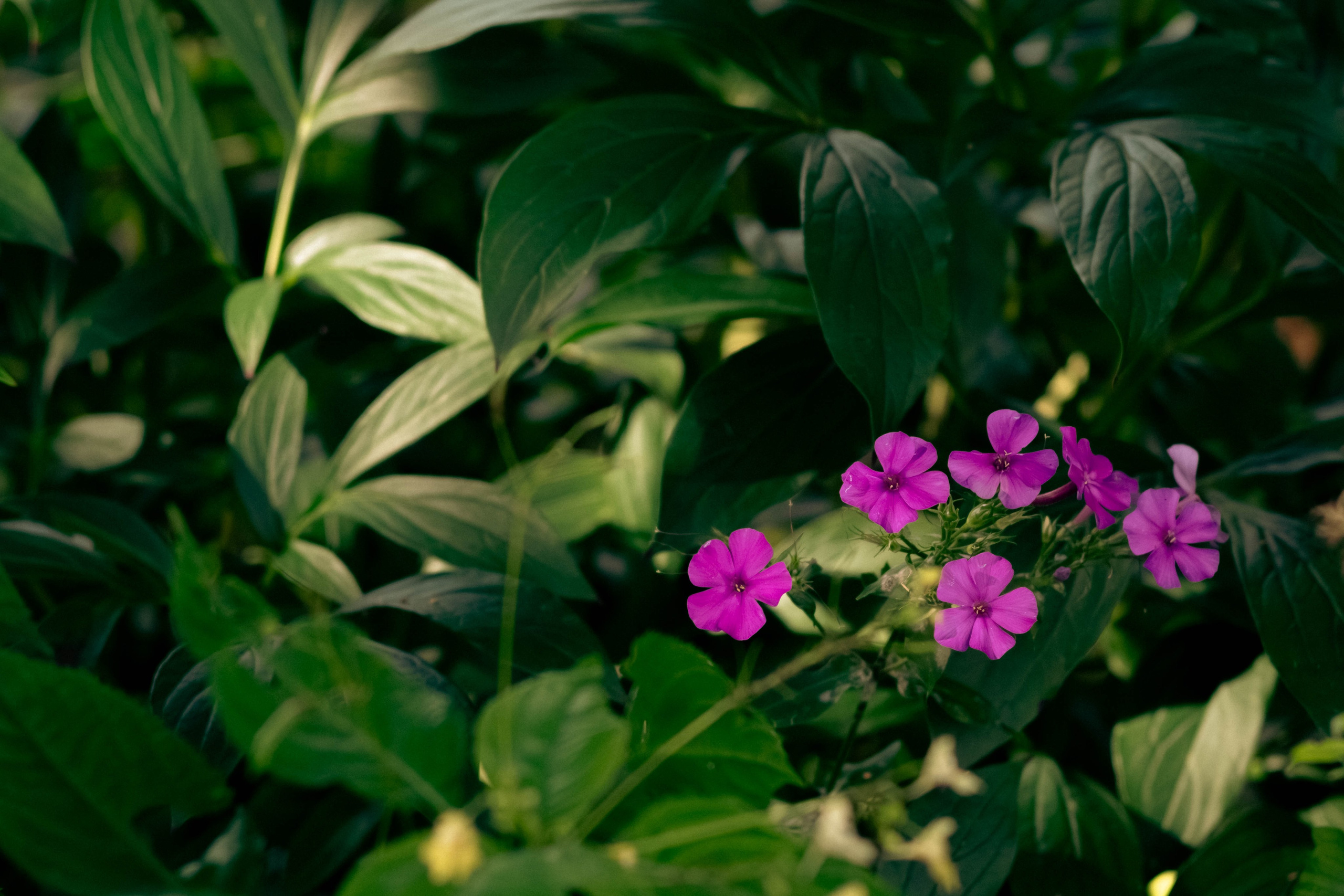 Цветы. Светофография