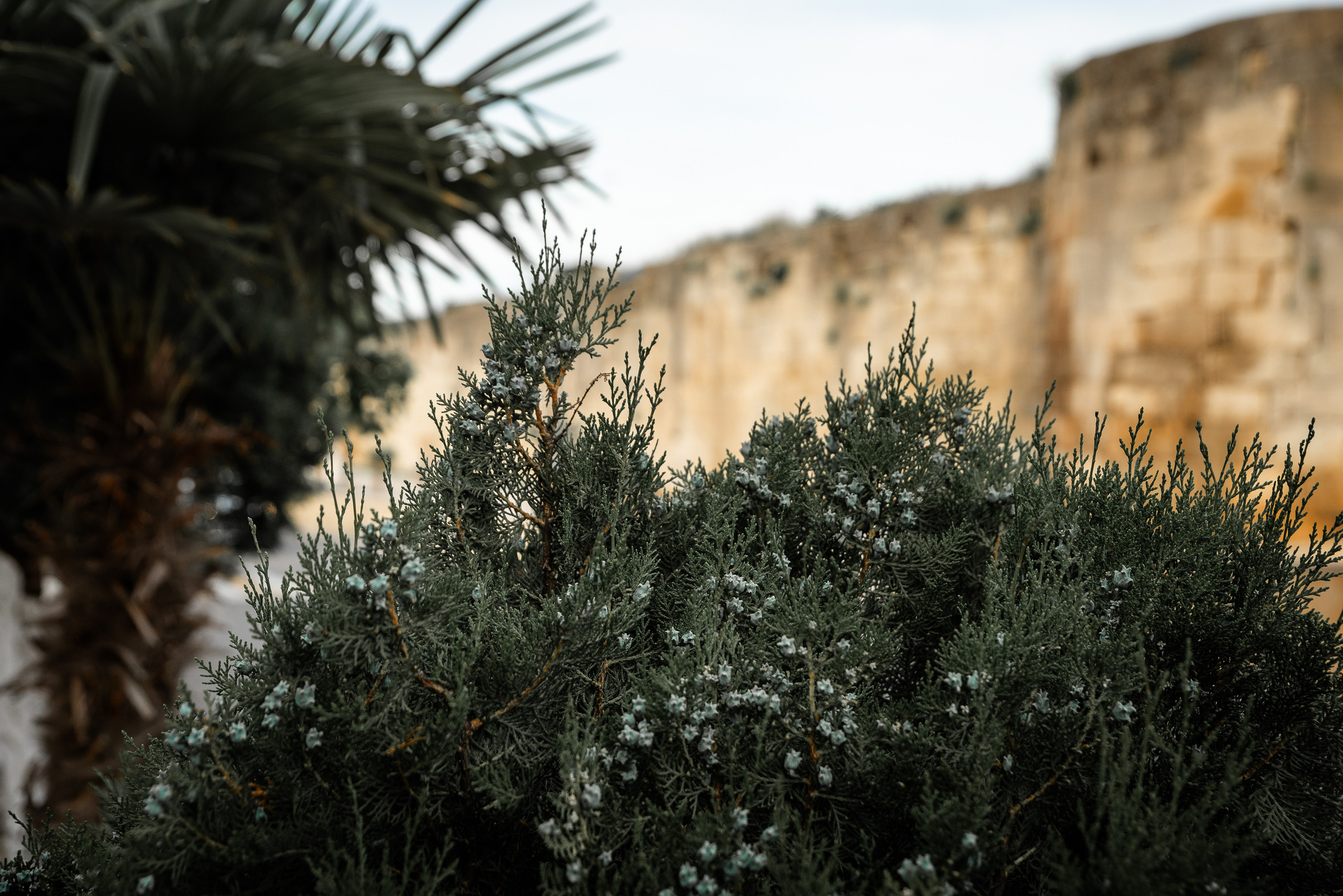 Дагестан. Фотограф Крещение Венчание Москва
