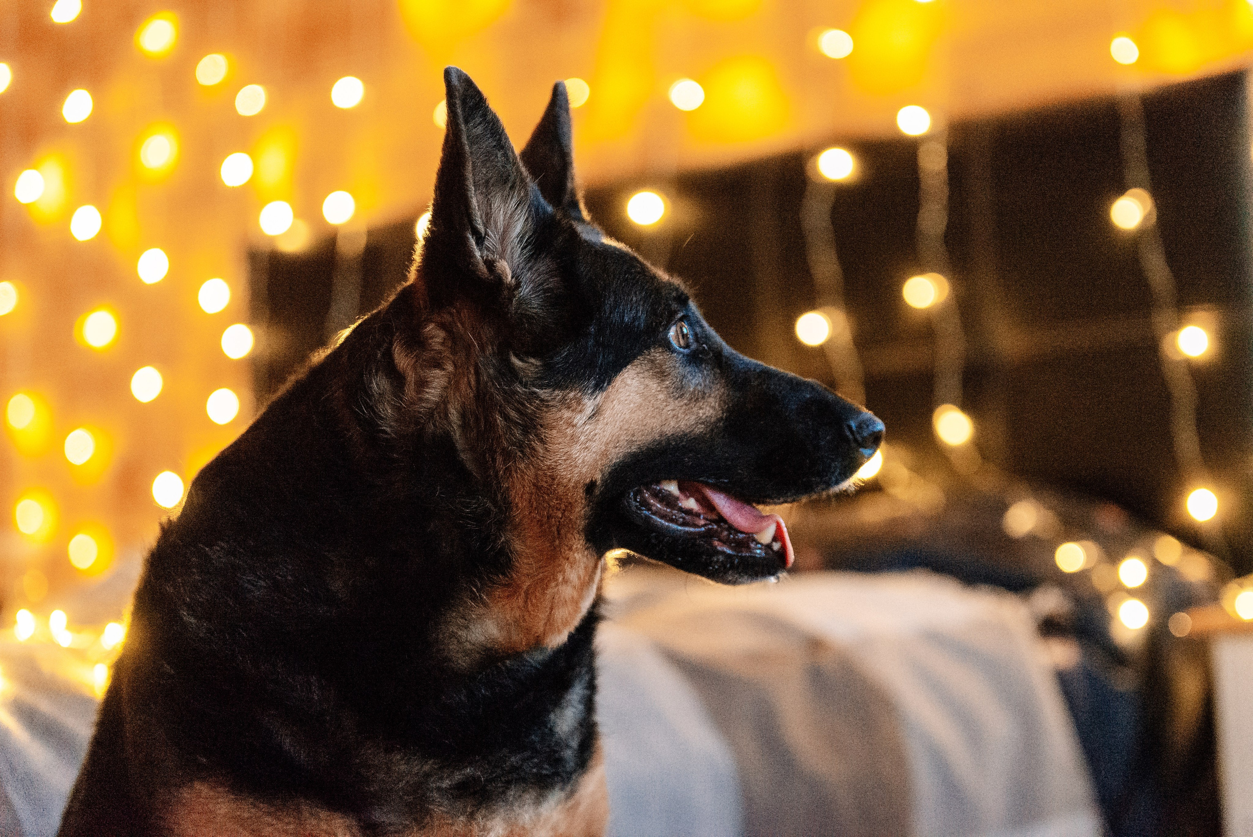 Питомец в кадре. Фотограф-анималист Анастасия Парфенова|Екатеринбург