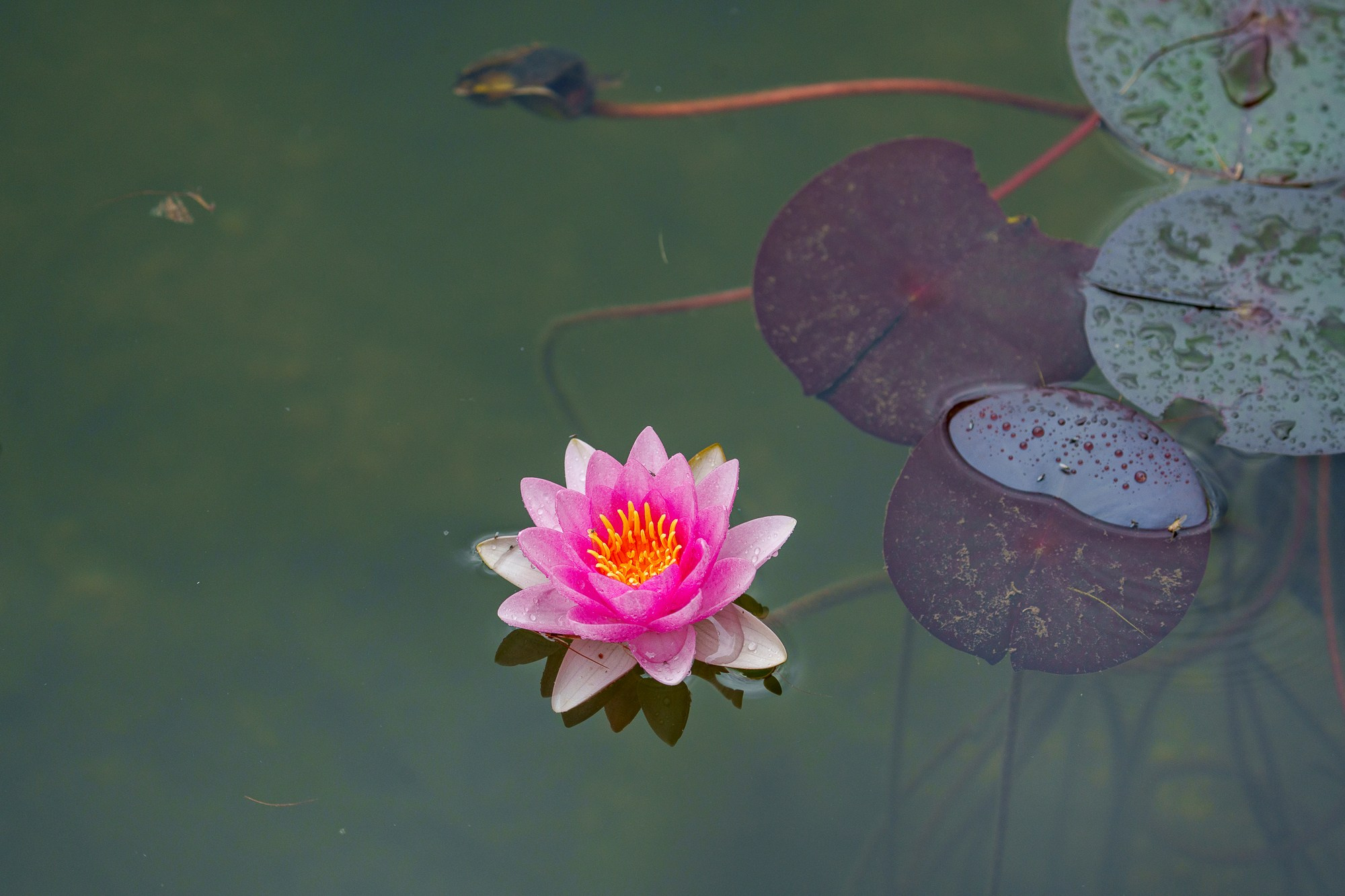 Цветы. Ваш личный фотограф Марина Волкова