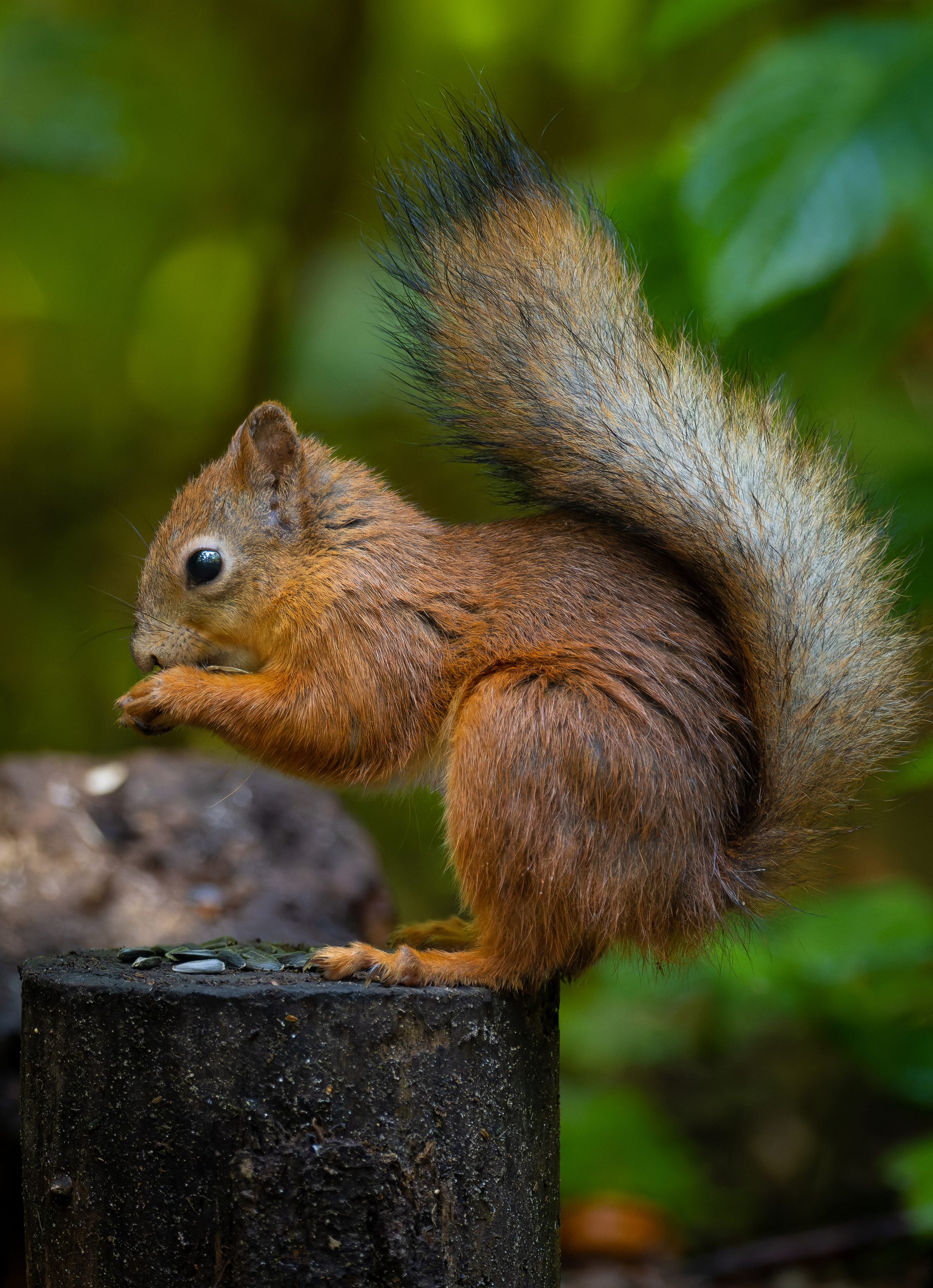 Птицы и животные. Oles Paritskiy