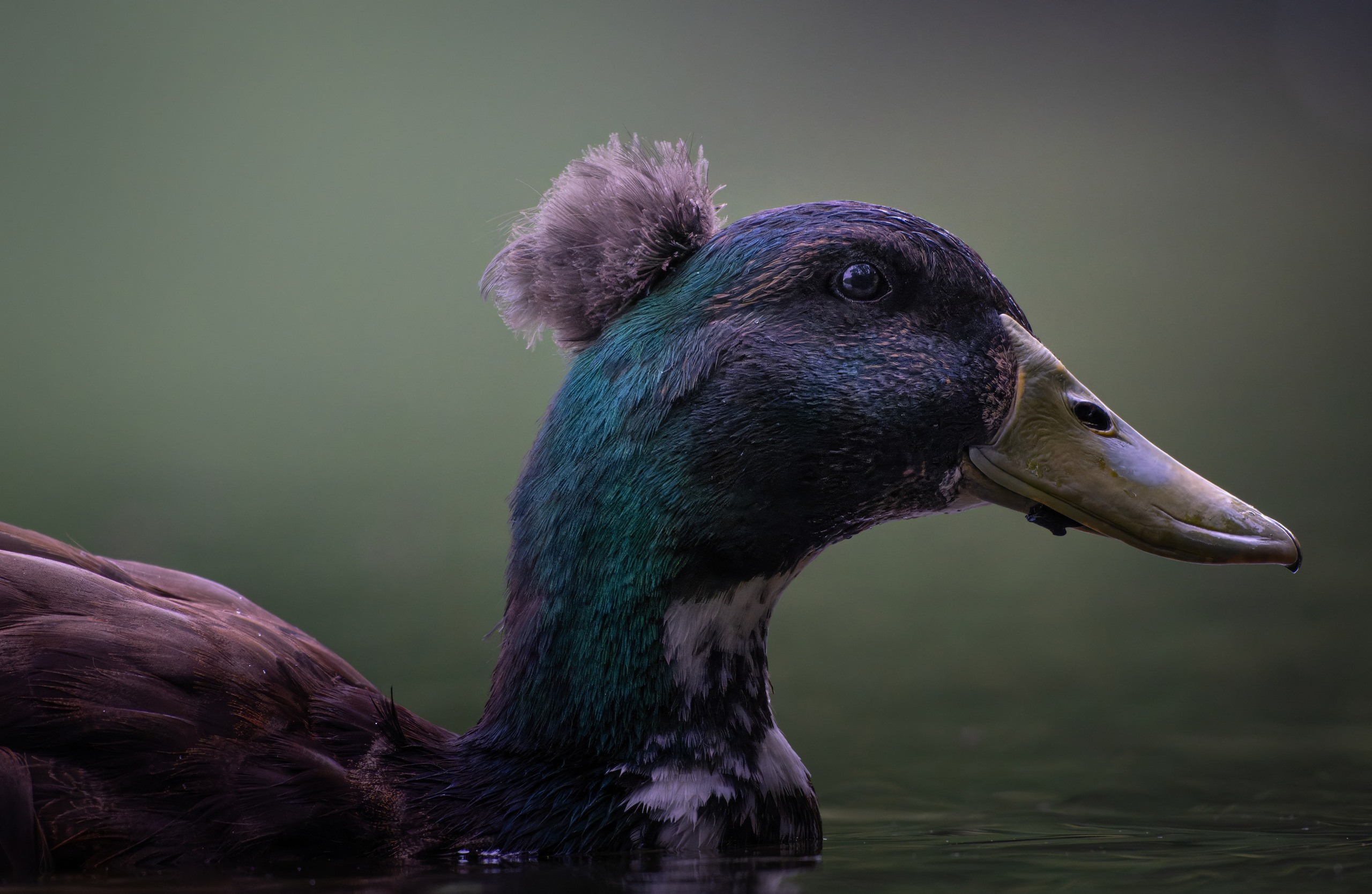 Птицы и животные. Oles Paritskiy