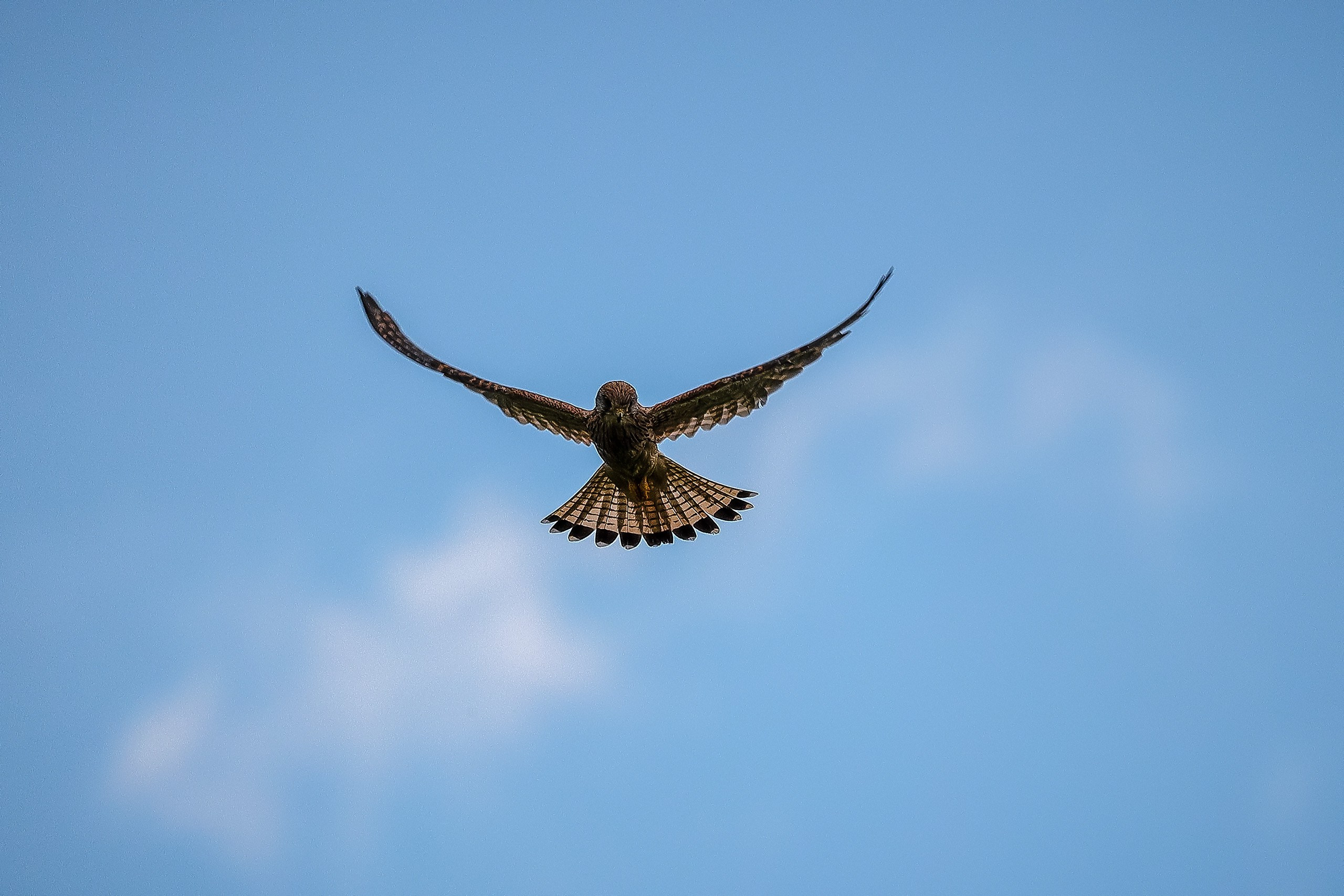 Обыкновенная пустельга в трепещущем полете