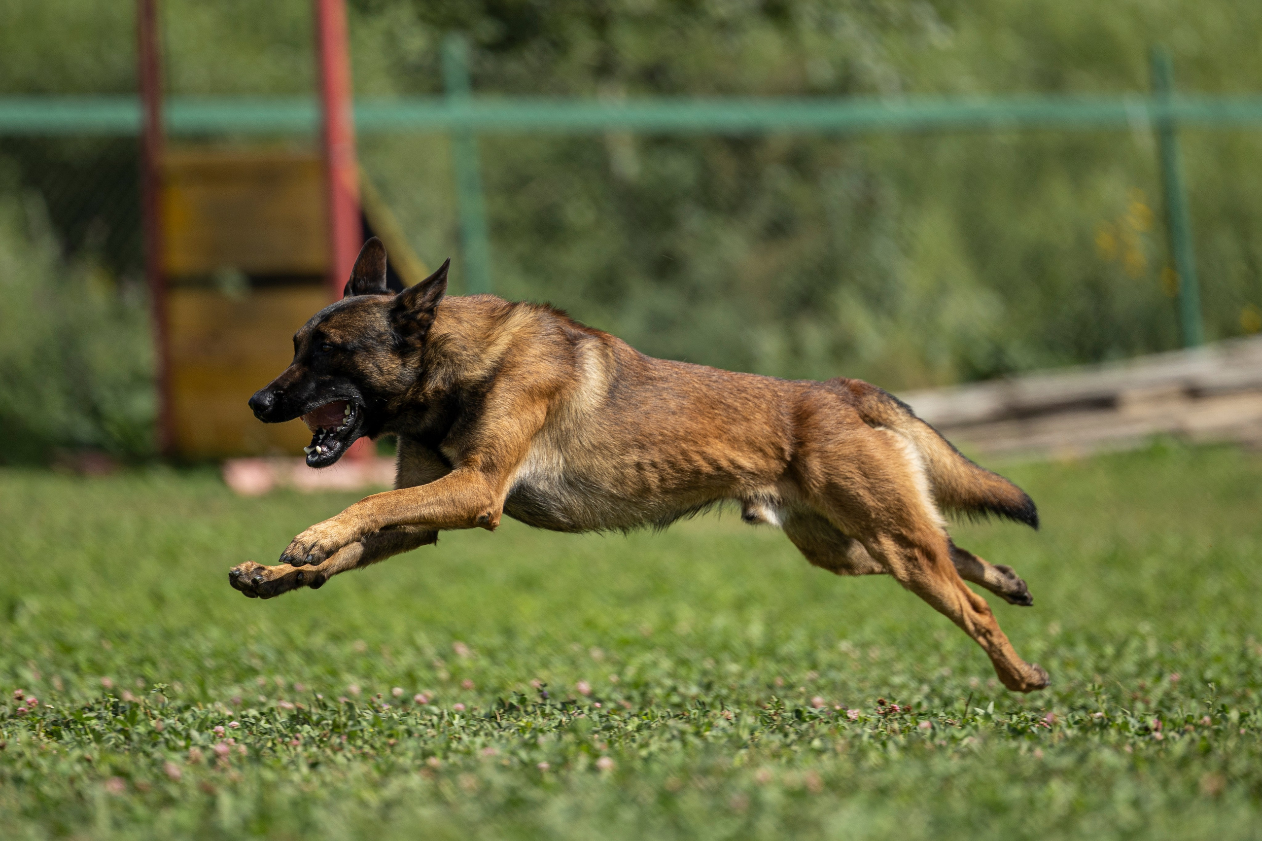 Соревнования по Мондьорингу г. Вологда 10-11.08.2024. Фотограф-анималист Анна Маринич