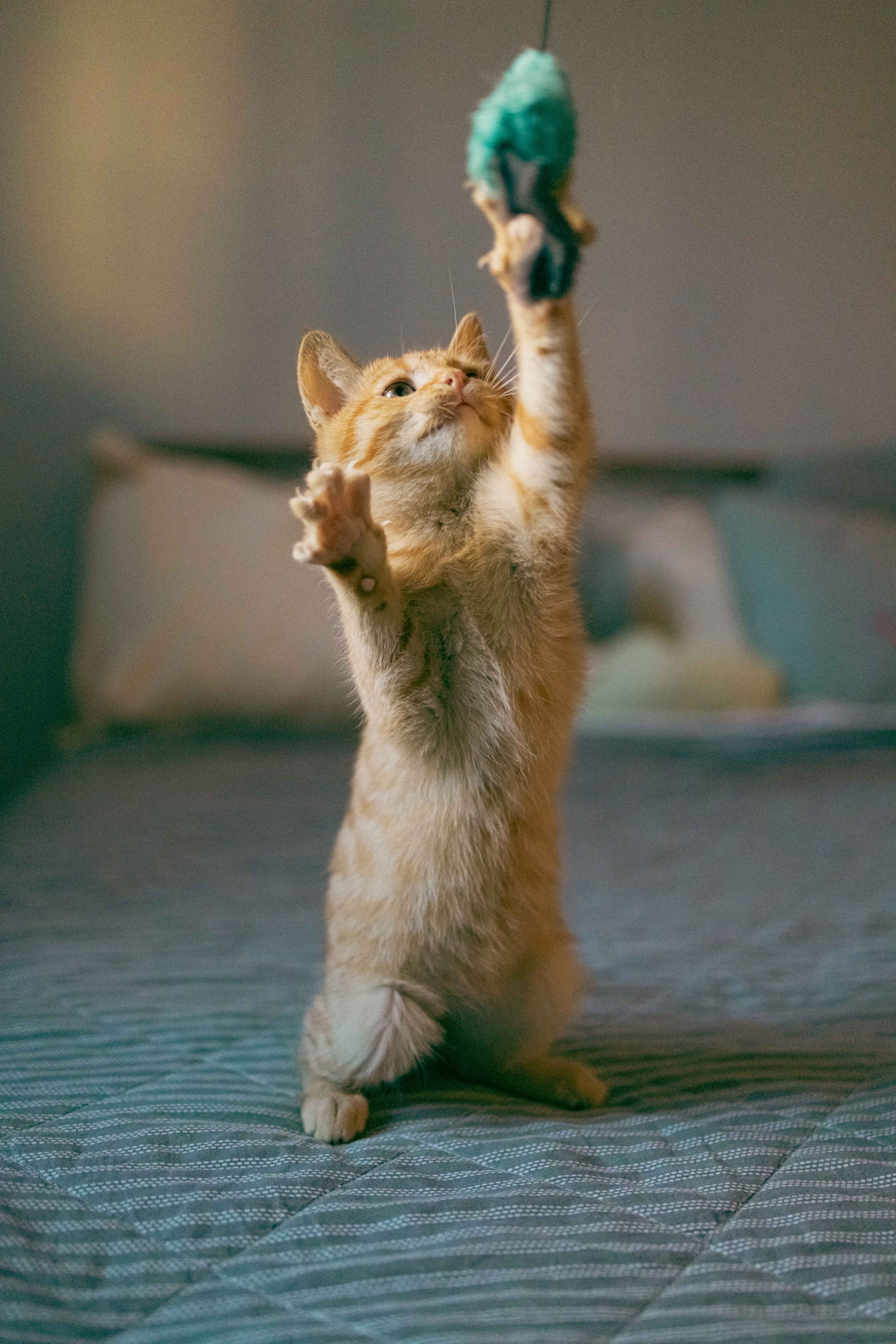 Кускус. Фотограф-анималист в Москве Лера Черноног