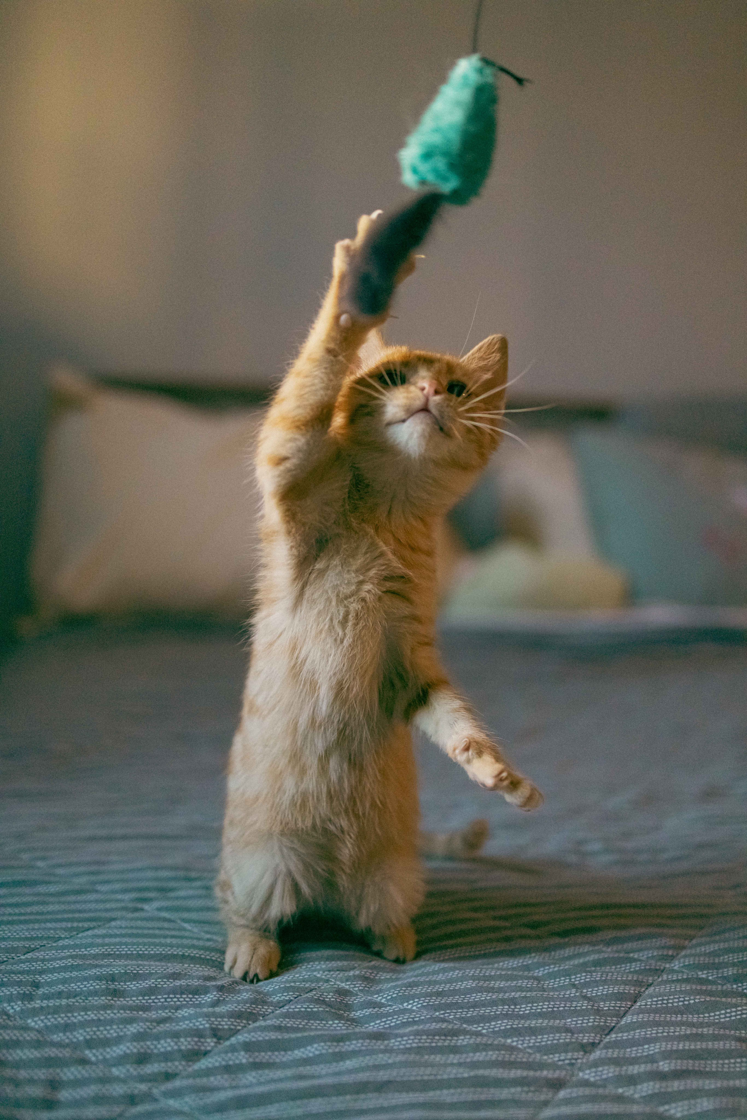 Кускус. Фотограф-анималист в Москве Лера Черноног