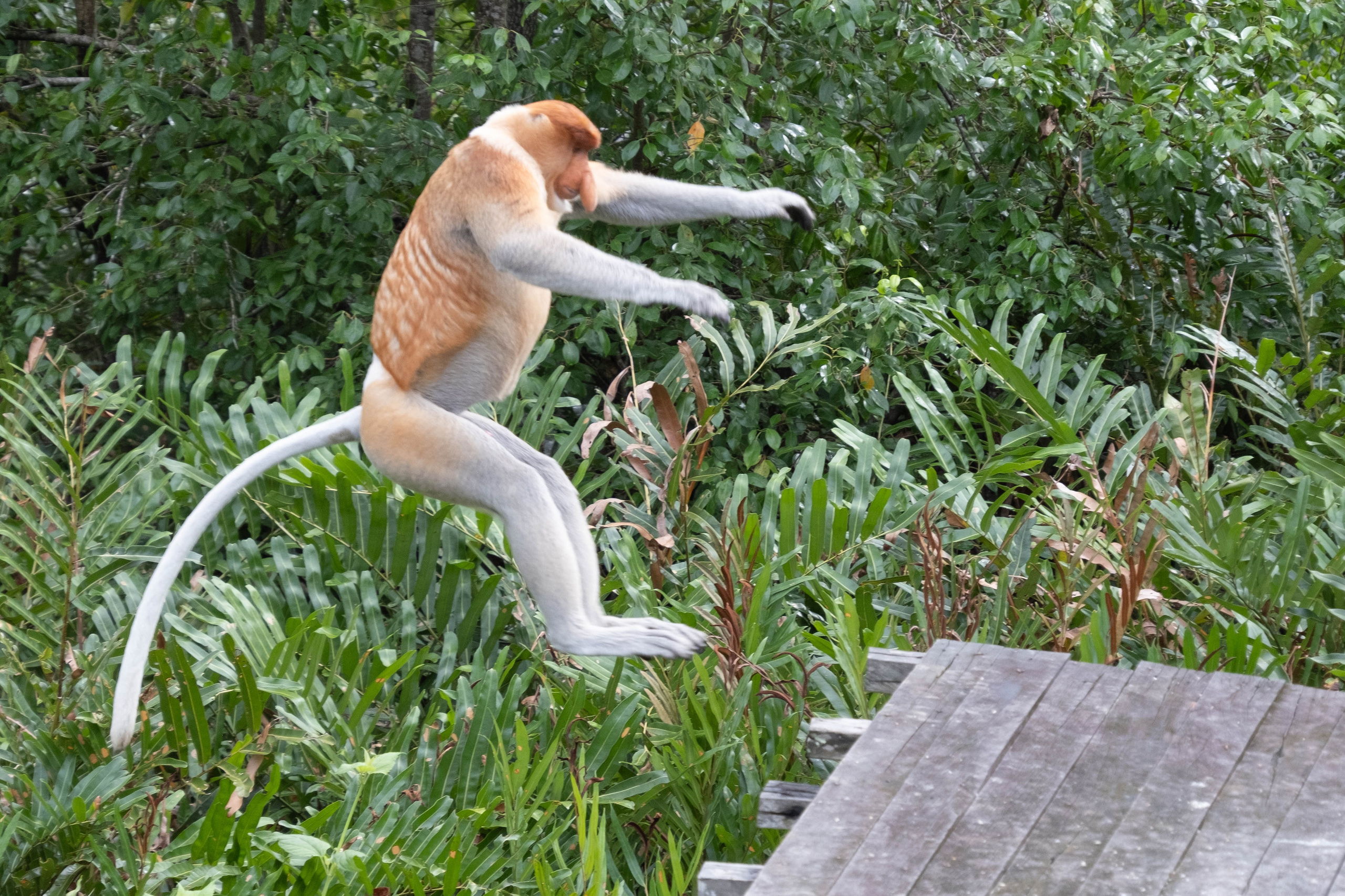 О. Борнео, г. Сандакан. В мире животных. Фотографии из путешествий