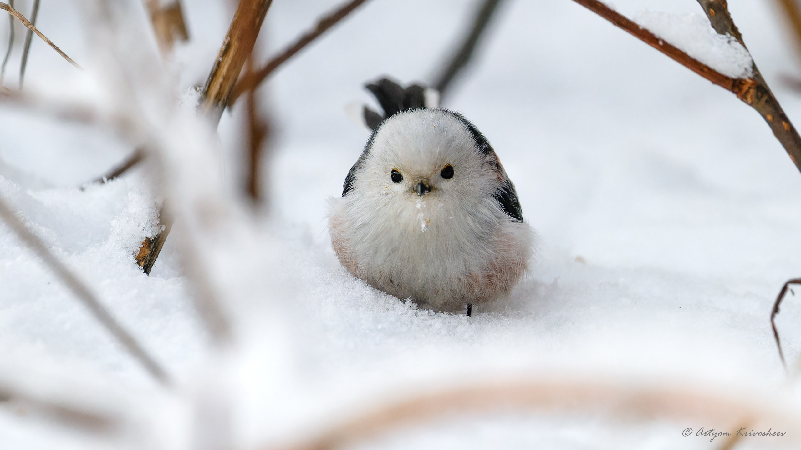 Фотограф и путешественник Артём Кривошеев
