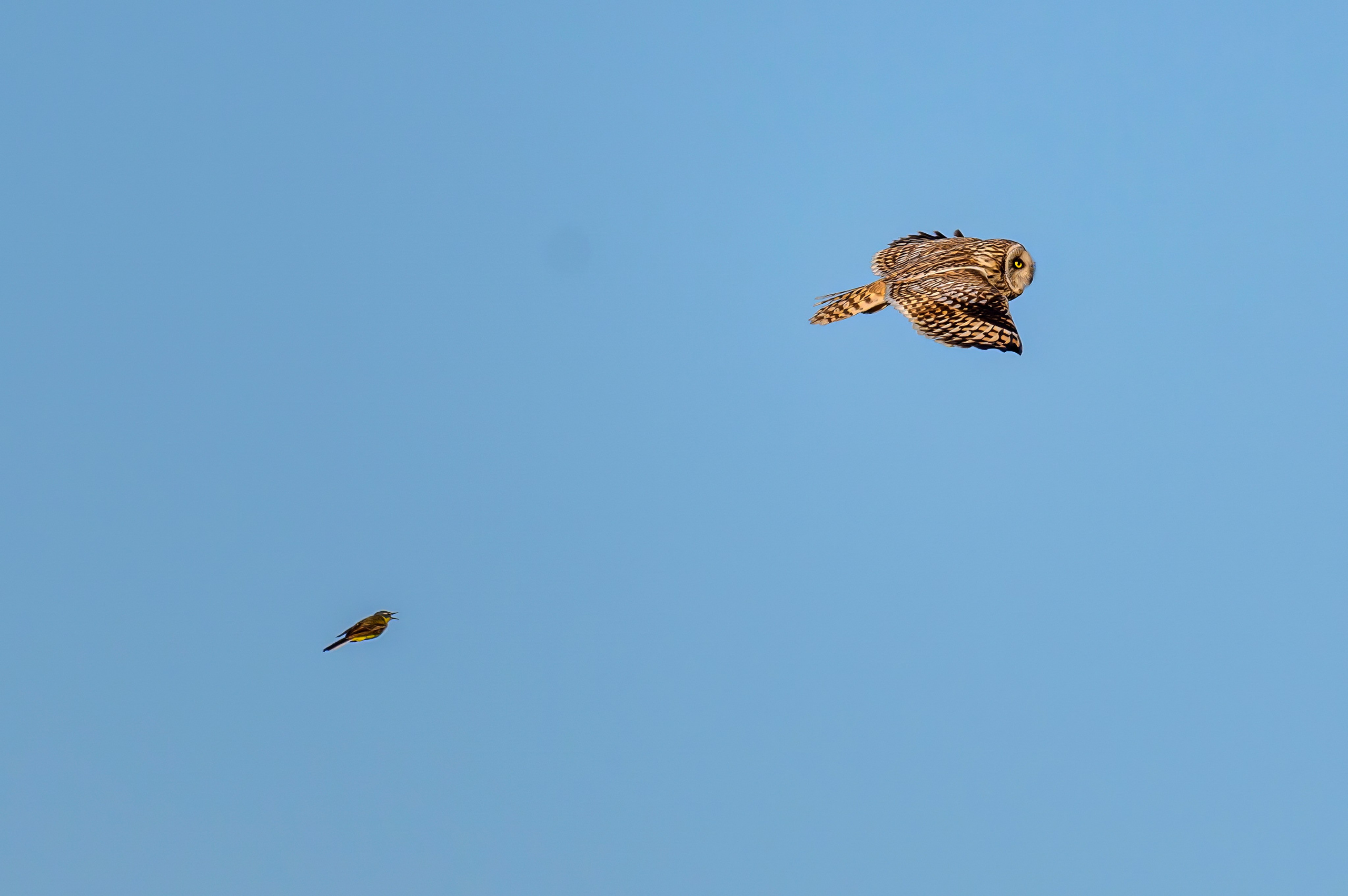 Пустельга и совы. Wildlife photography by Sergey Puponin