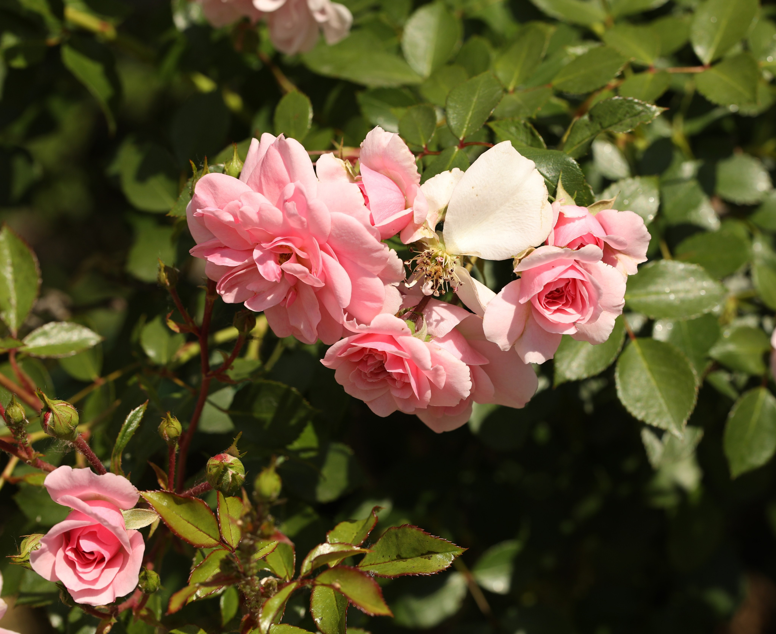 Цветы моего города. Фото-художник и Репортажный фотограф Николаев Александр Алексеевич
