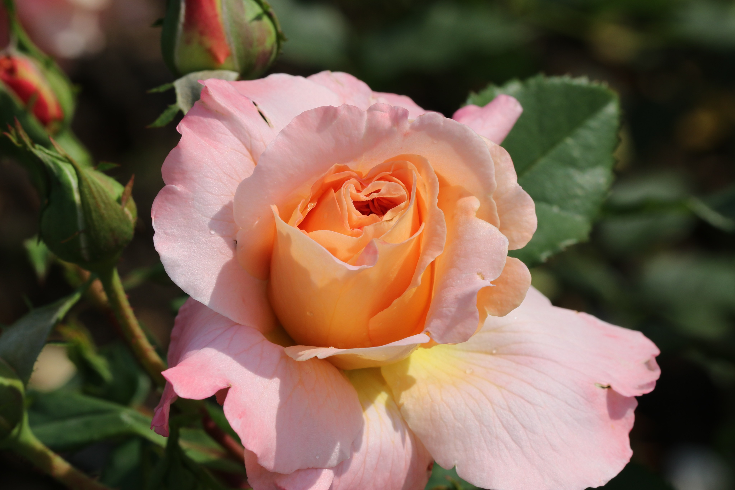 Долина роз в Кисловодске. Фото-художник и Репортажный фотограф Николаев Александр Алексеевич