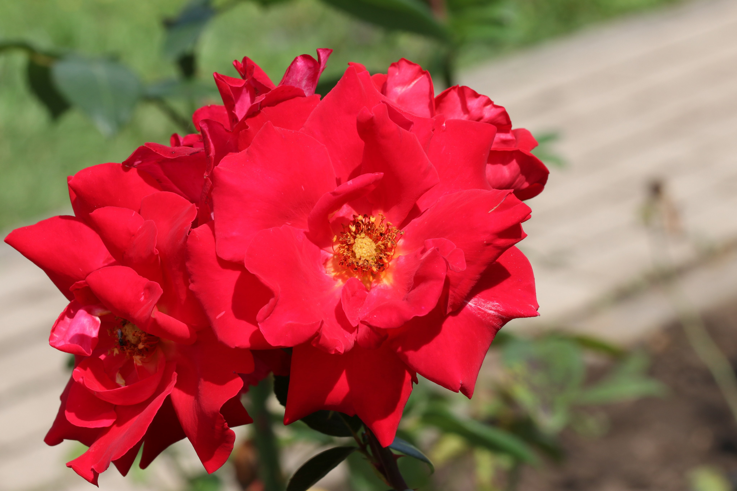 Долина роз в Кисловодске. Фото-художник и Репортажный фотограф Николаев Александр Алексеевич