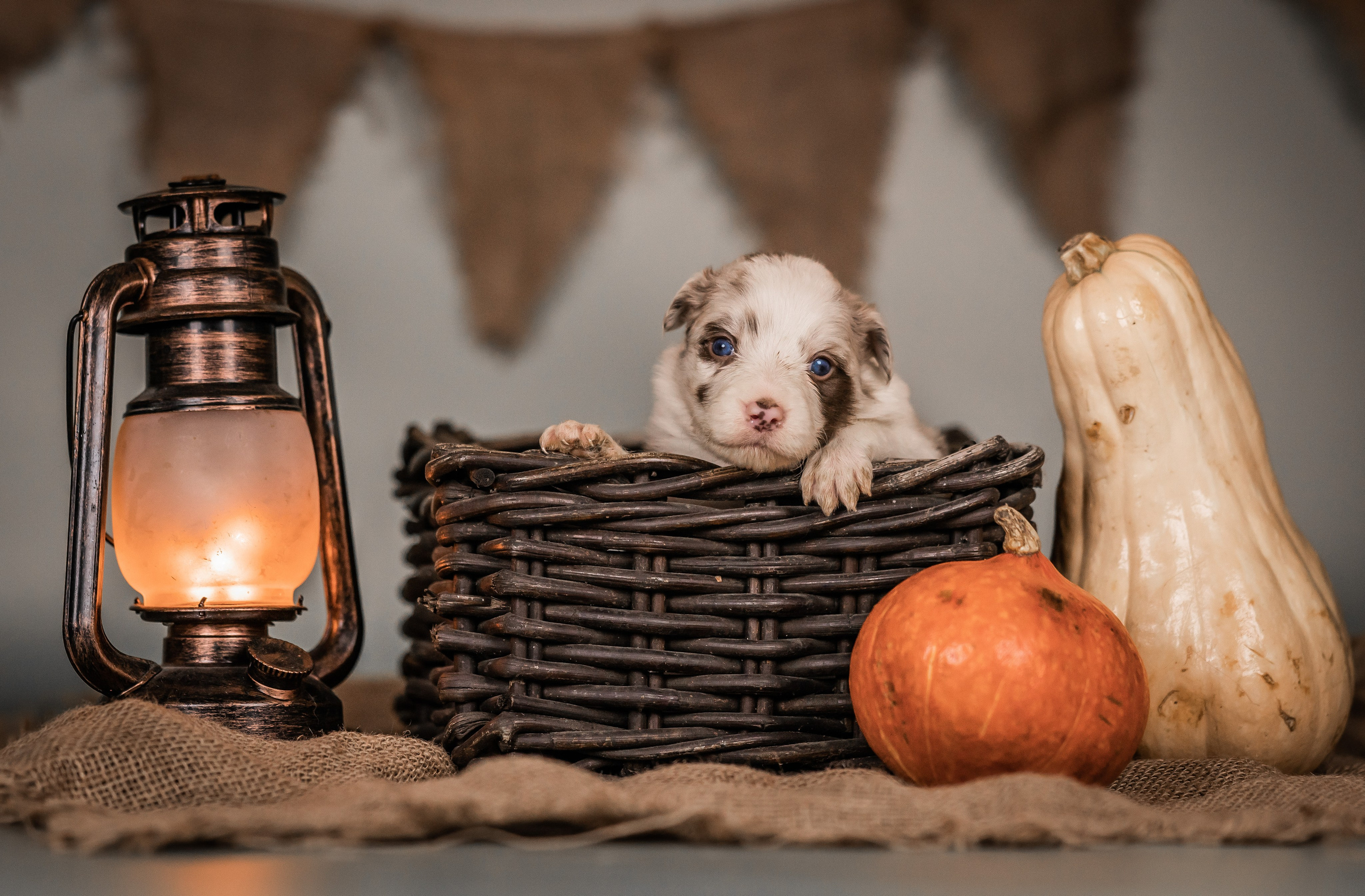 Фритсвит. Семейный фотограф Ефремова Виктория